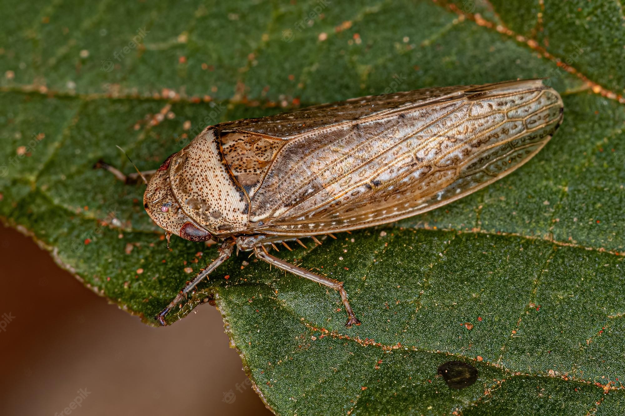 Leafhoppers Wallpapers