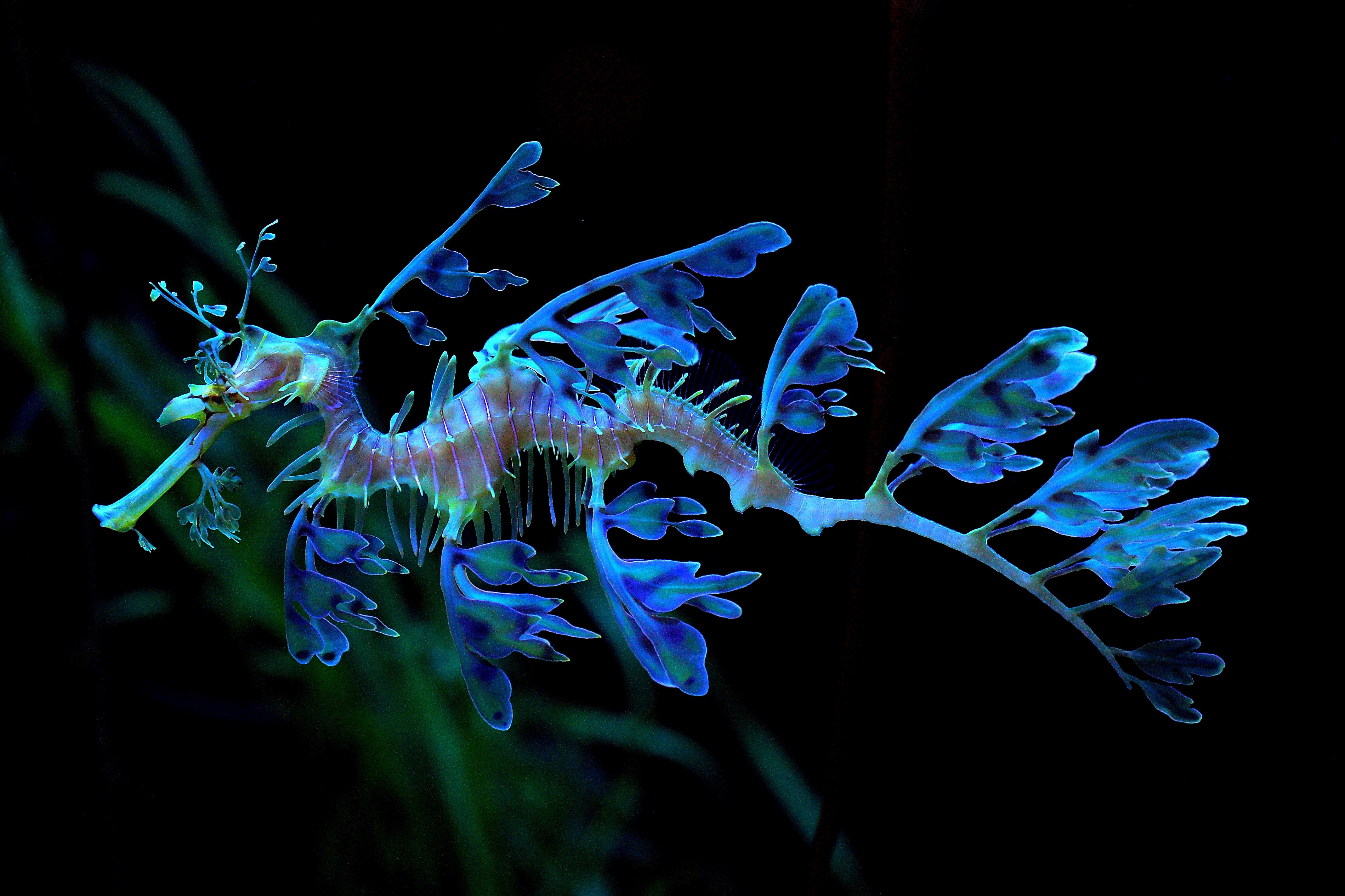 Leafy Seadragon Wallpapers