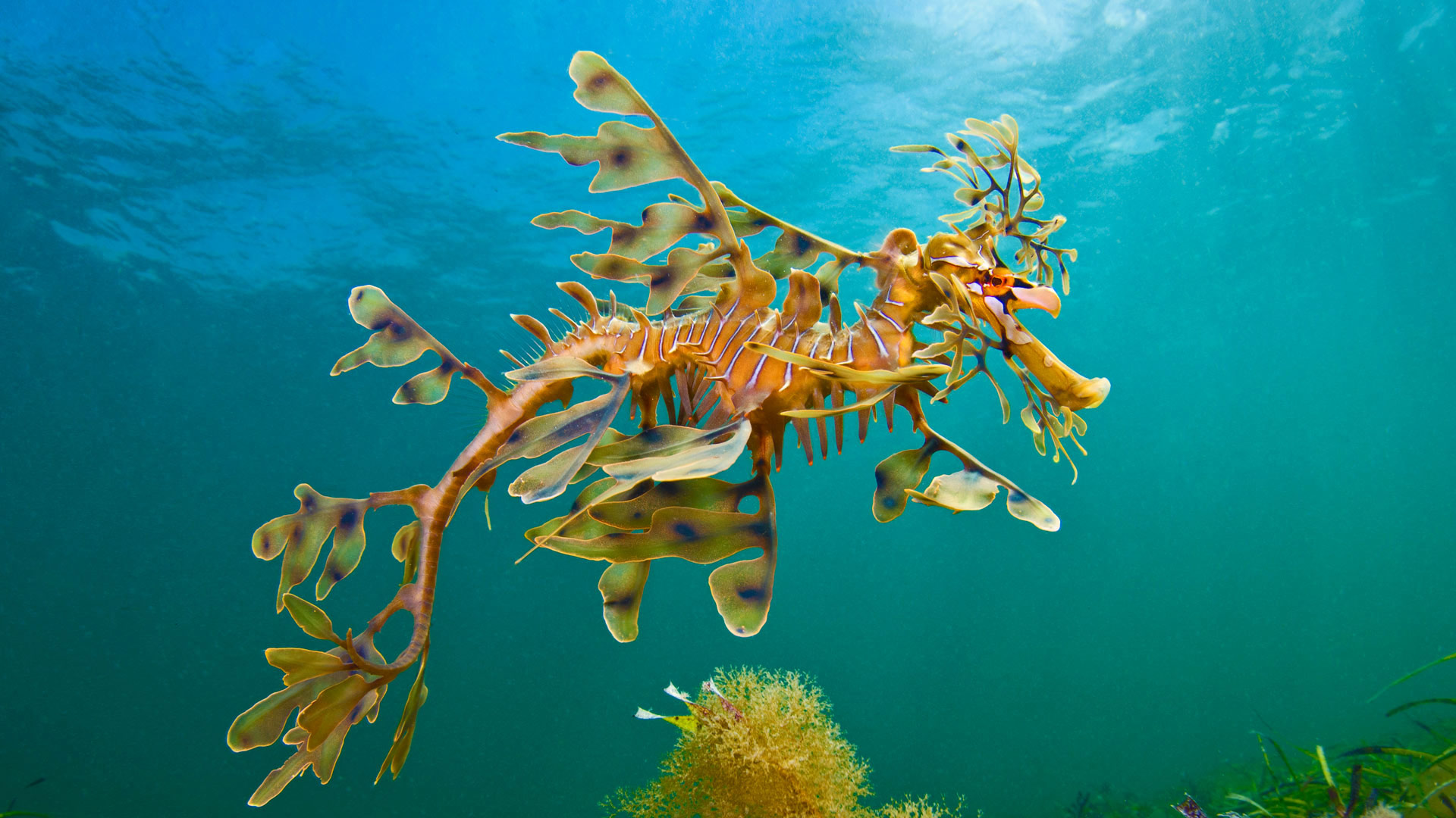 Leafy Seadragon Wallpapers