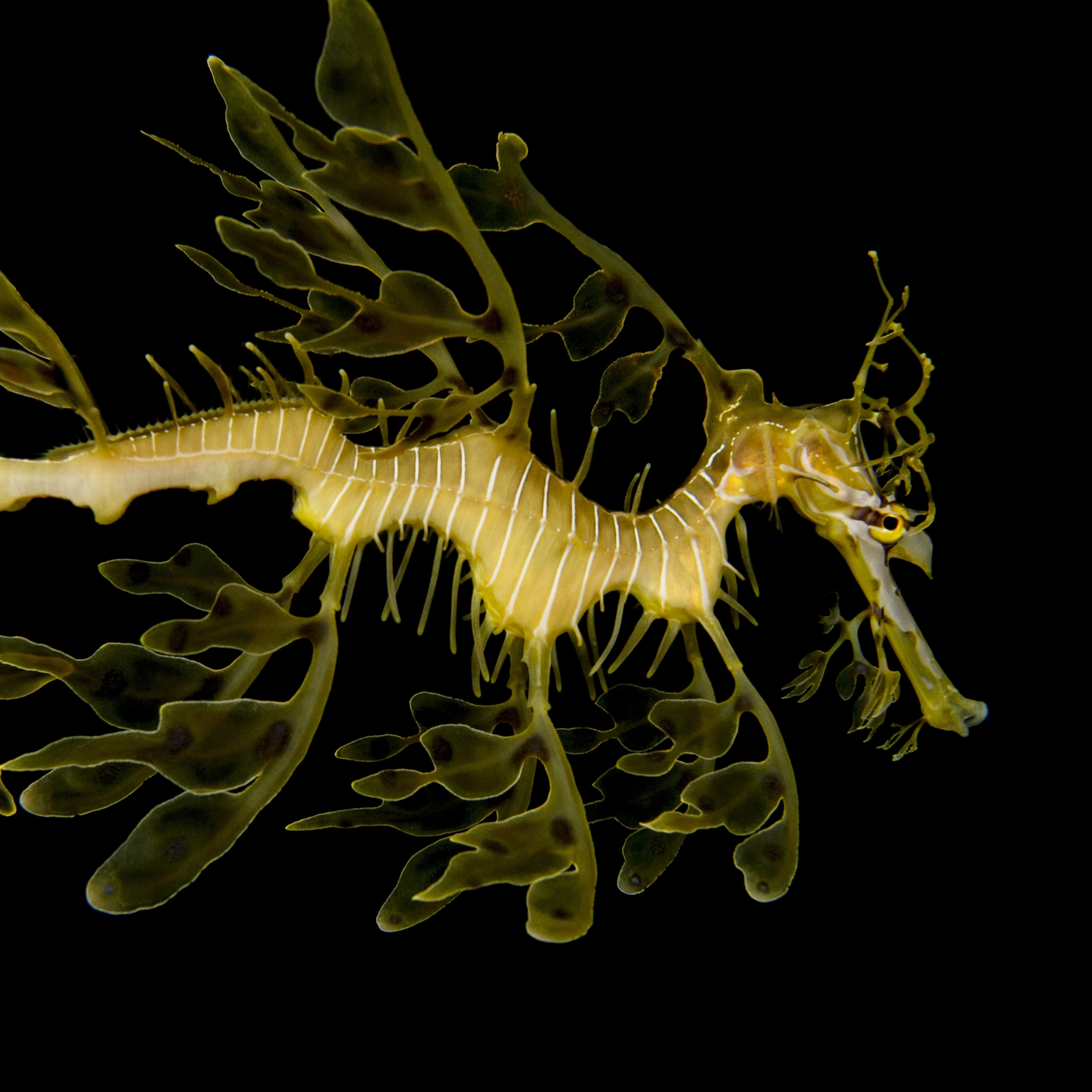 Leafy Seadragon Wallpapers