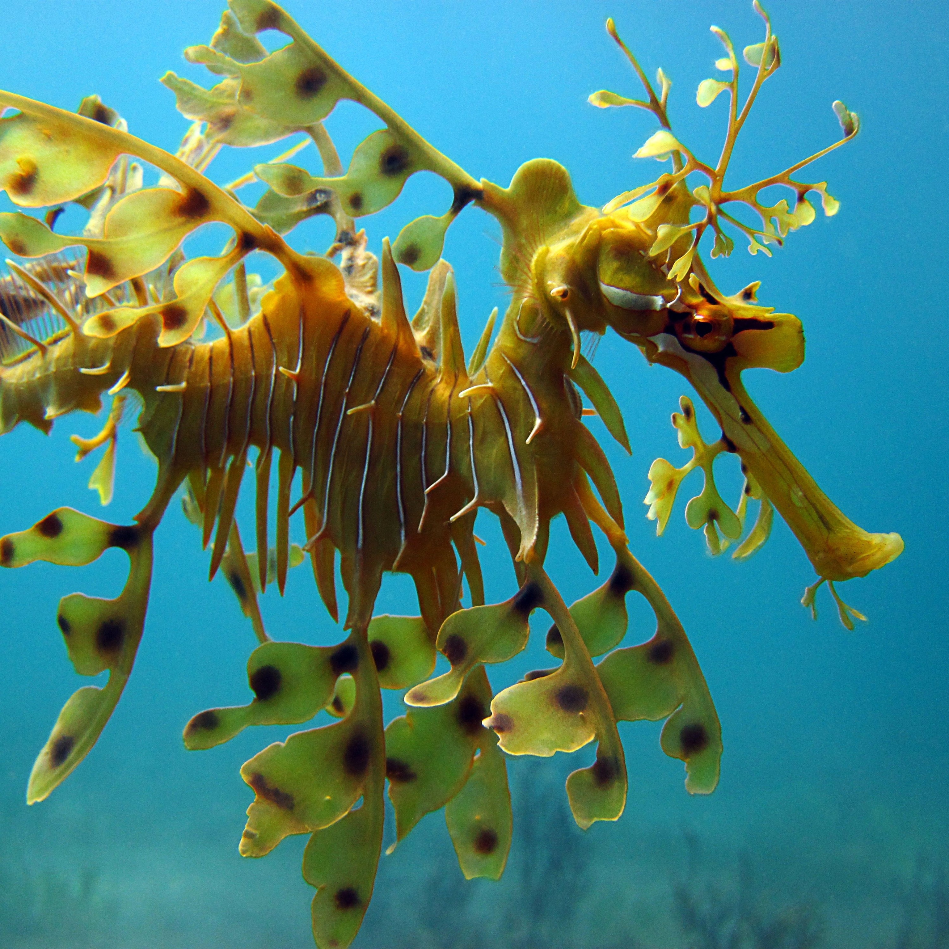 Leafy Seadragon Wallpapers