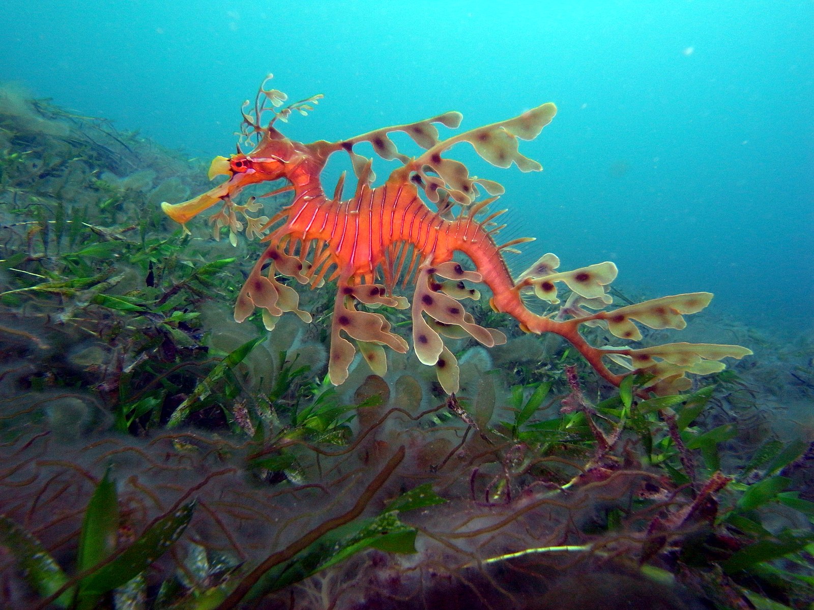 Leafy Seadragon Wallpapers