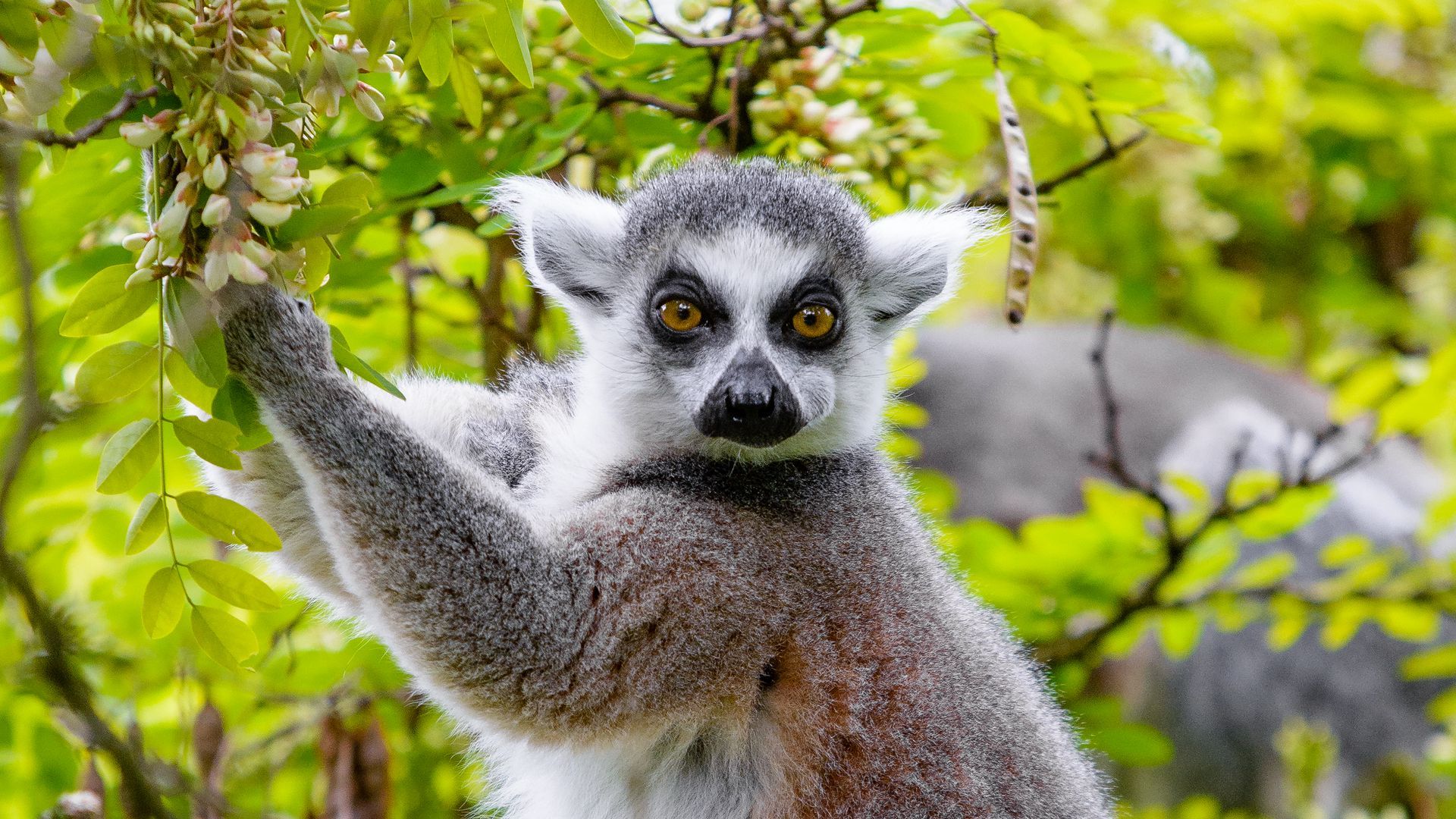 Lemurs Wallpapers