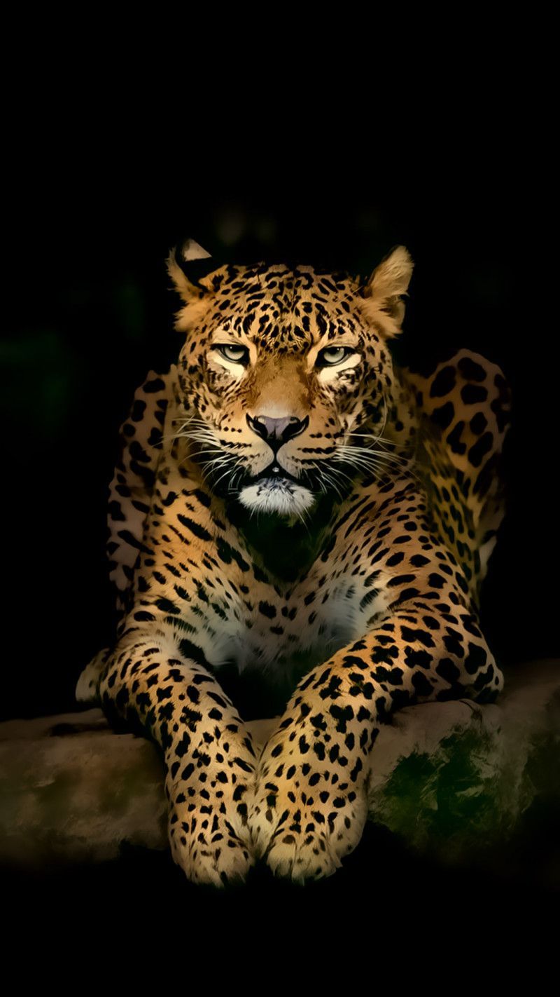 Leopard Wallpapers