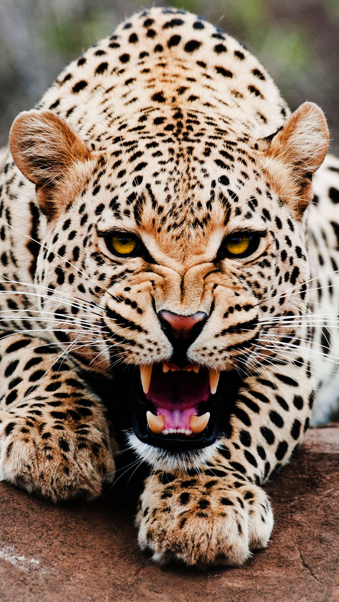 Leopard Wallpapers