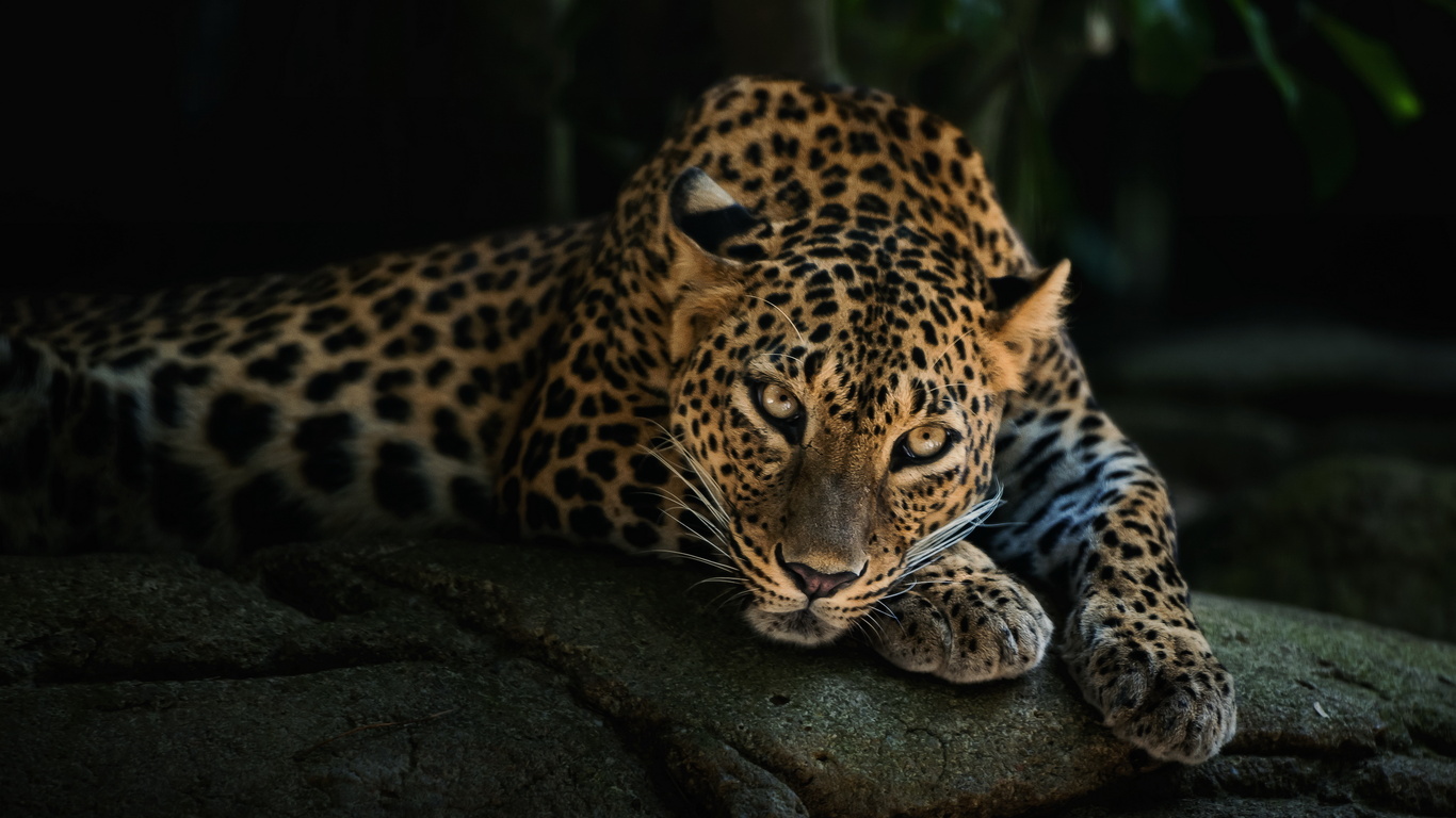 Leopard Wallpapers