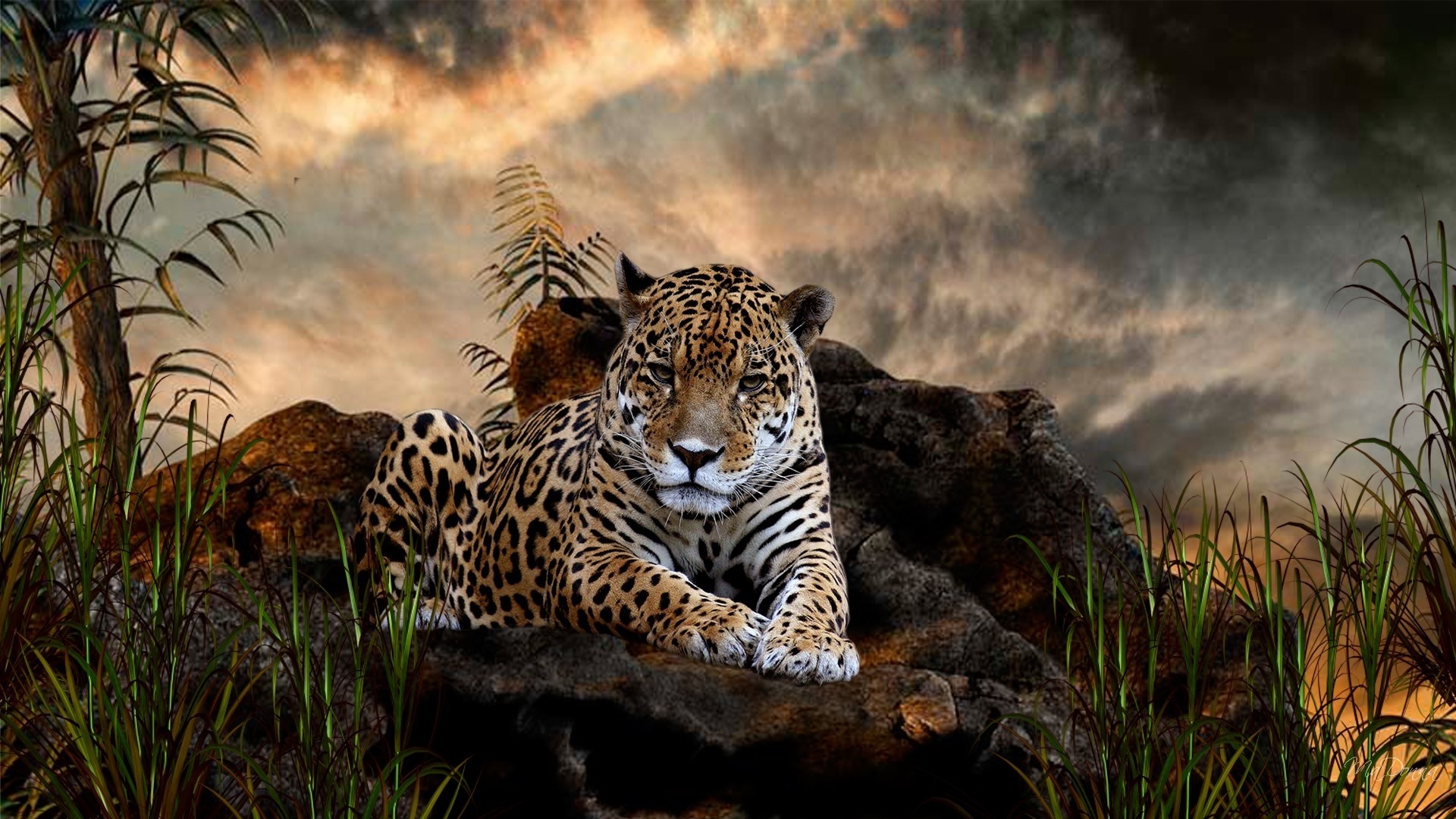 Leopard Wallpapers