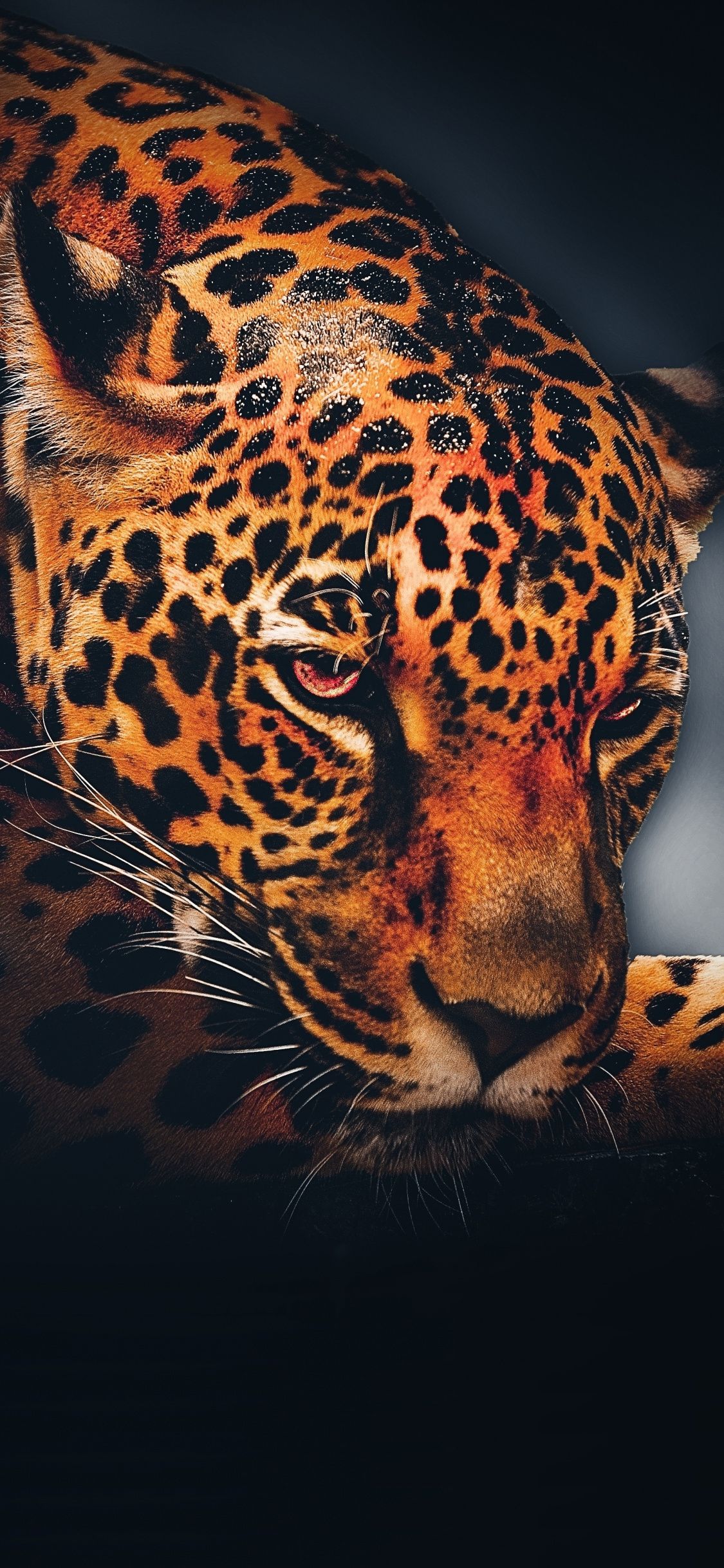 Leopard Wallpapers