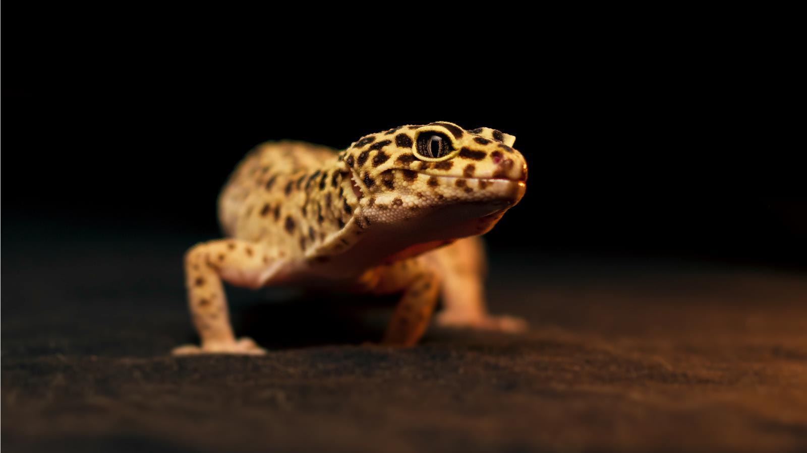 Leopard Lizards Wallpapers