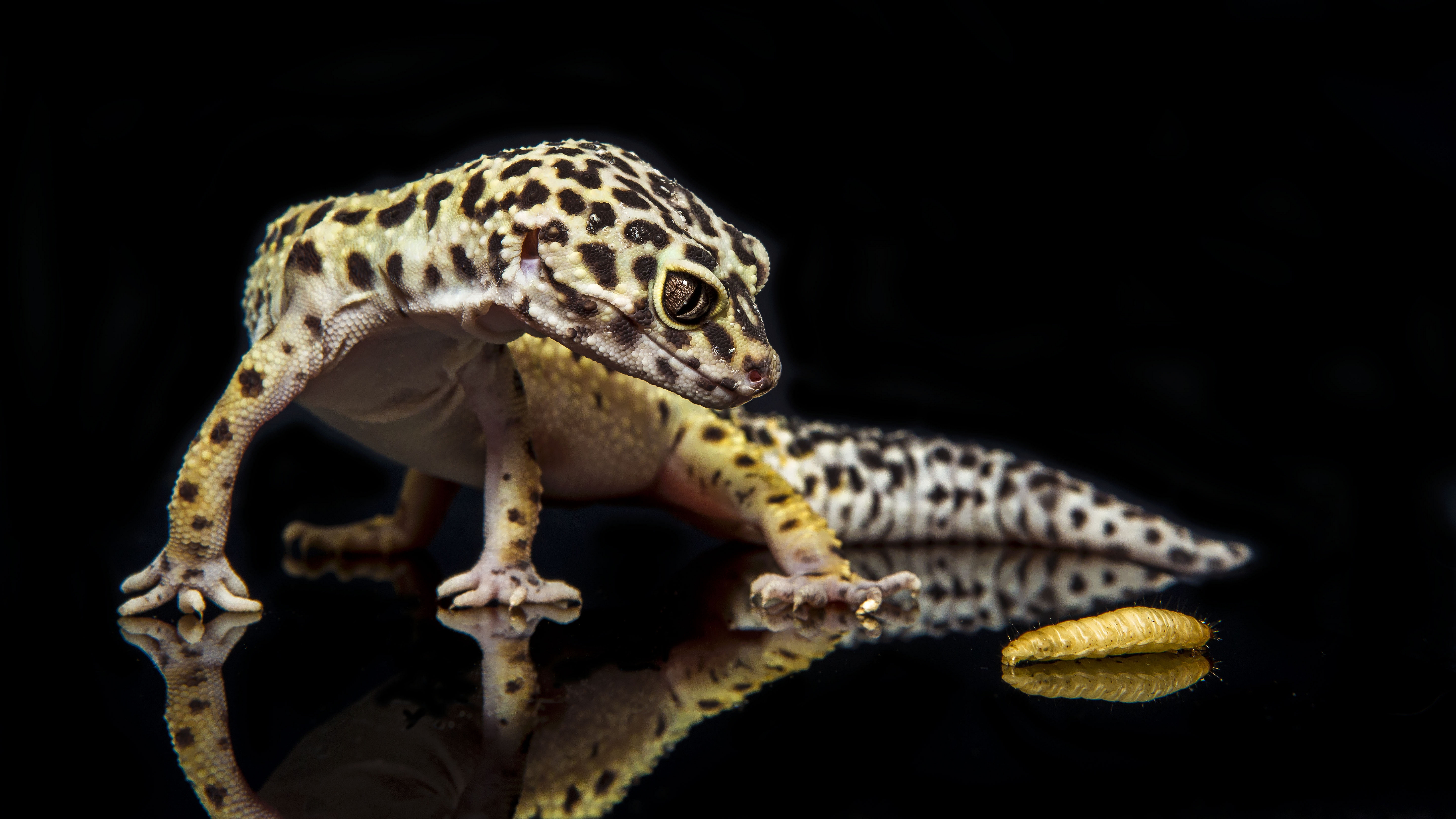 Leopard Lizards Wallpapers