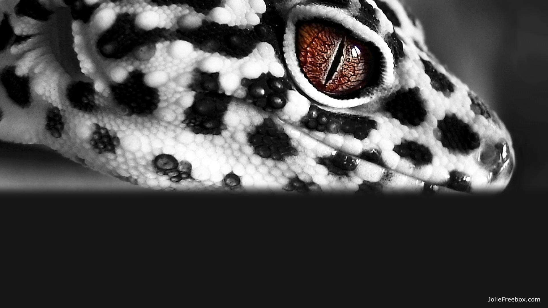 Leopard Lizards Wallpapers