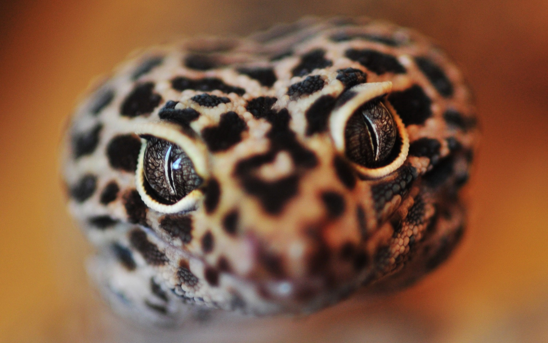 Leopard Lizards Wallpapers