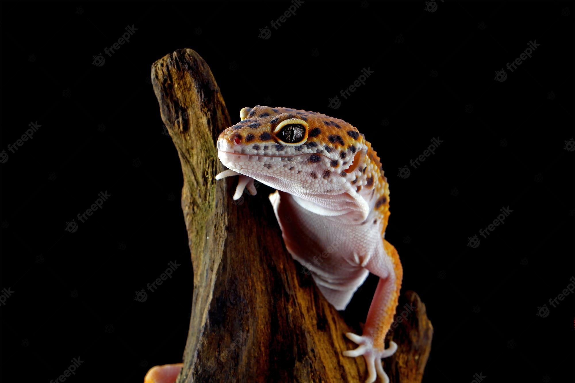 Leopard Lizards Wallpapers