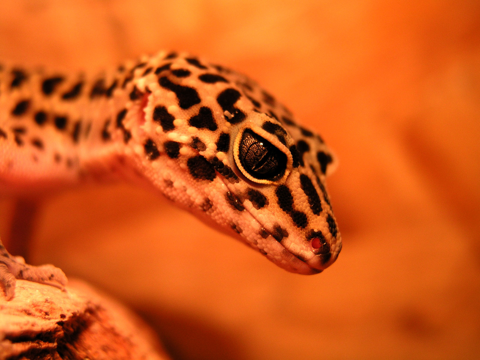 Leopard Lizards Wallpapers