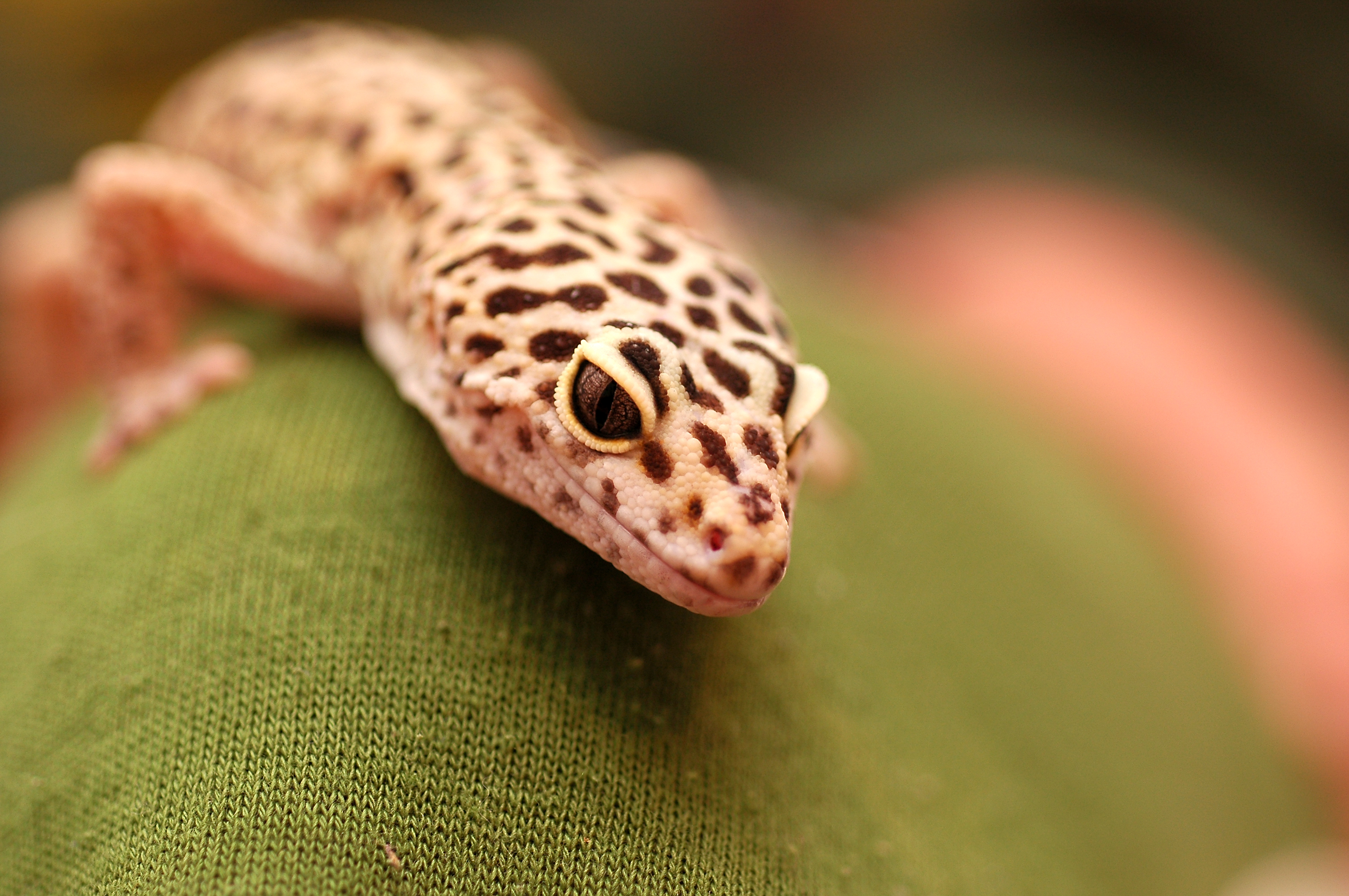 Leopard Lizards Wallpapers