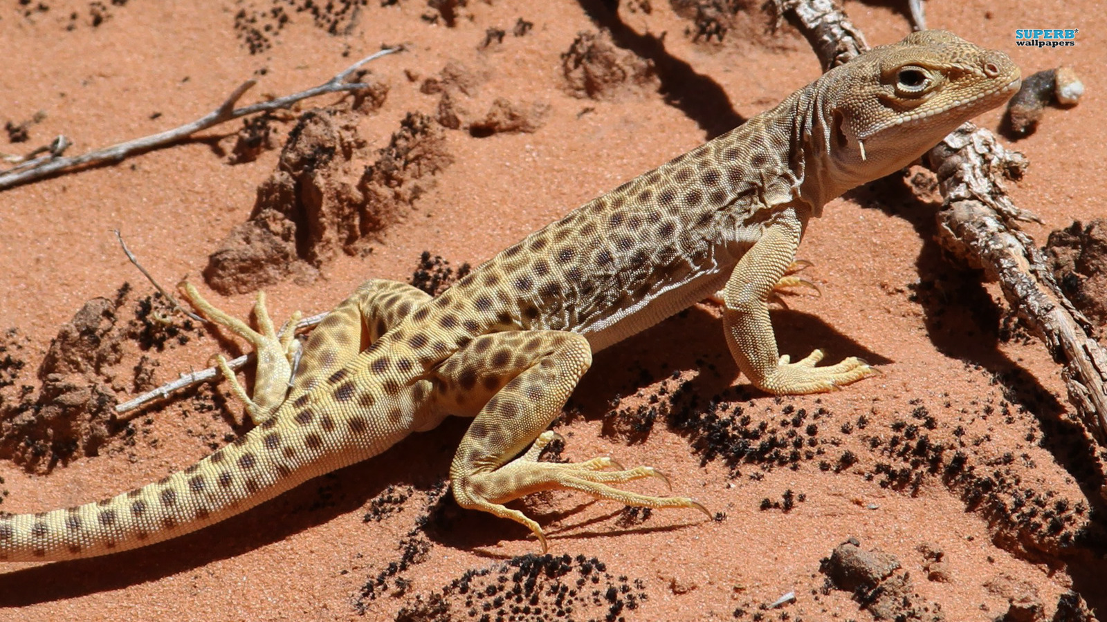 Leopard Lizards Wallpapers