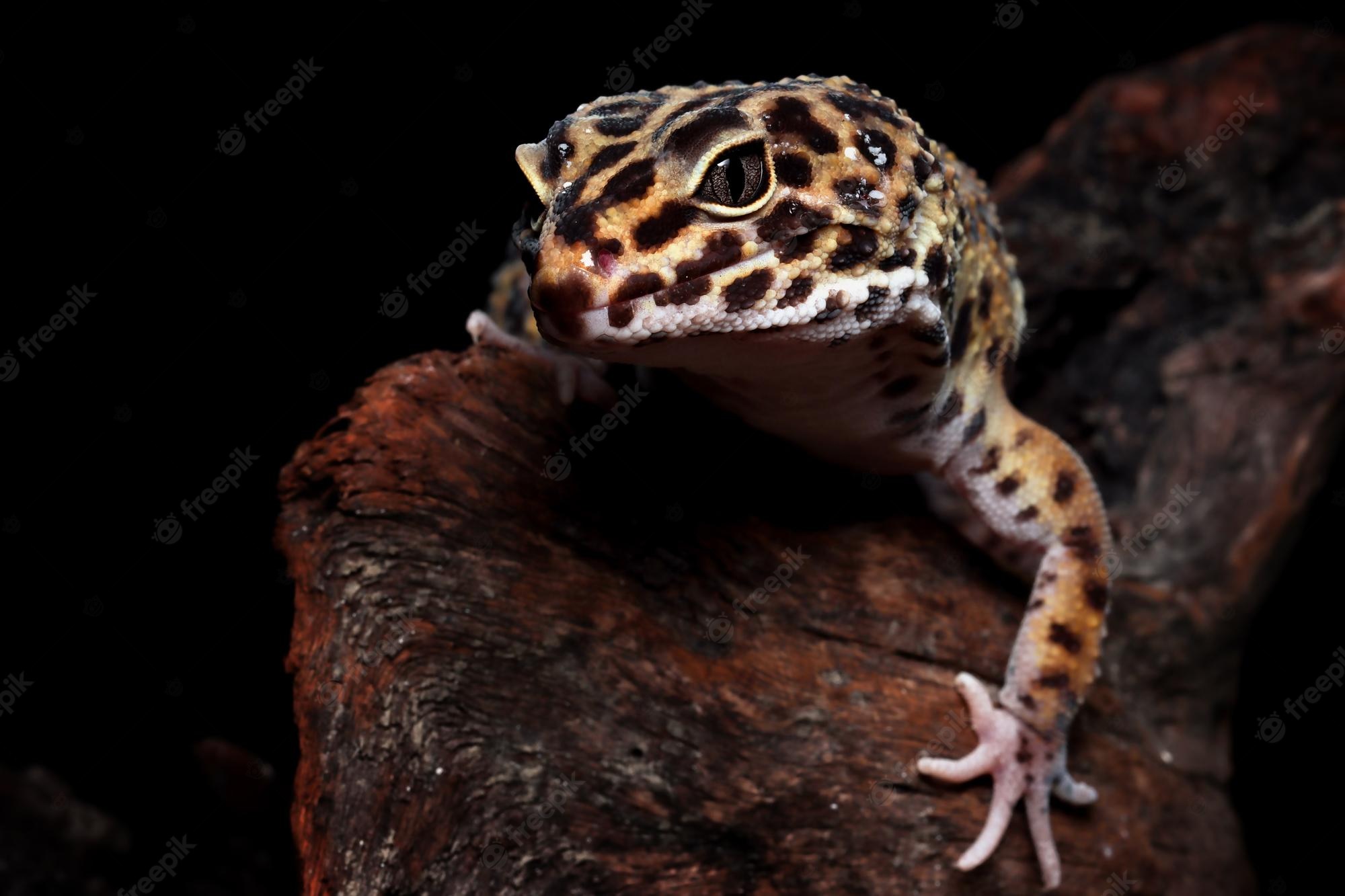 Leopard Lizards Wallpapers