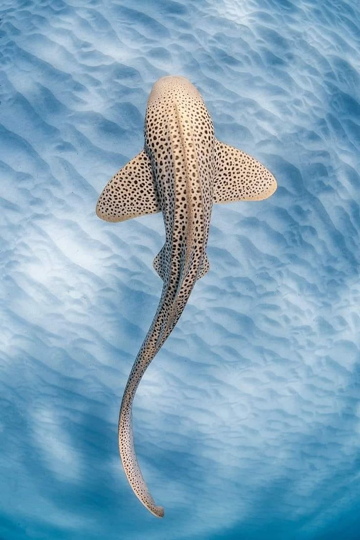 Leopard Shark Wallpapers