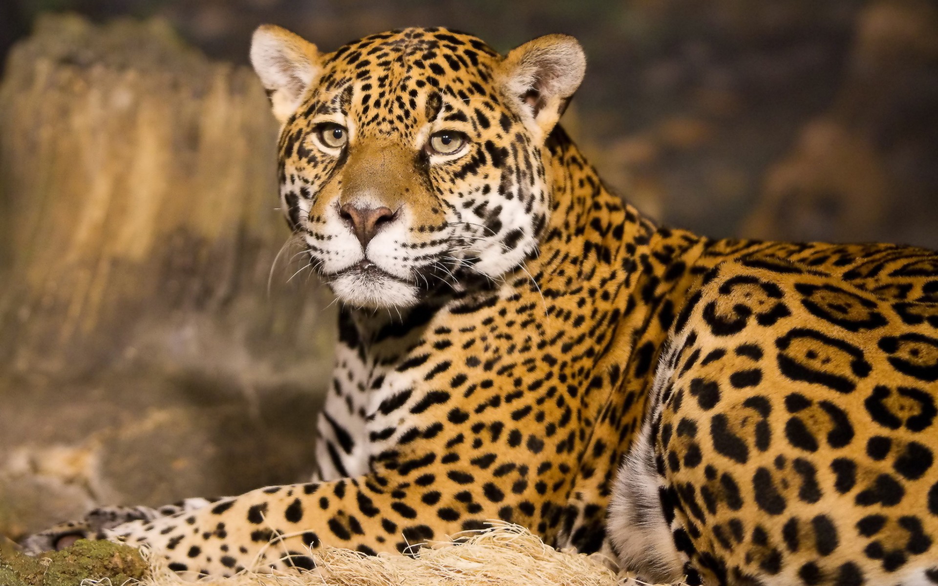 Leopards Wallpapers