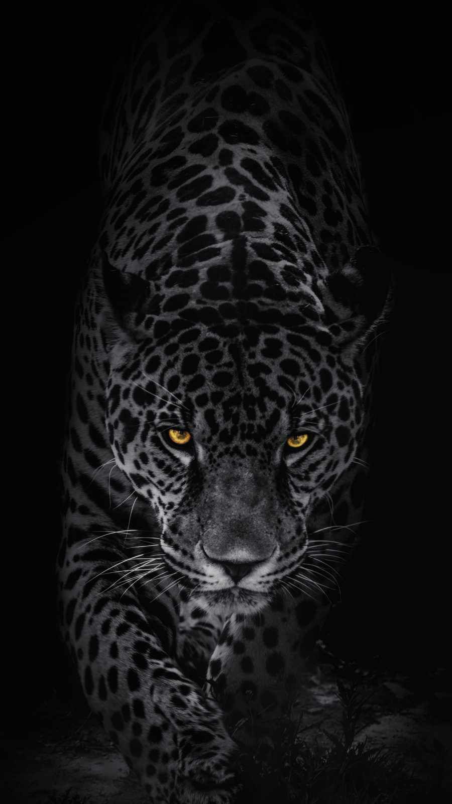 Leopards Wallpapers