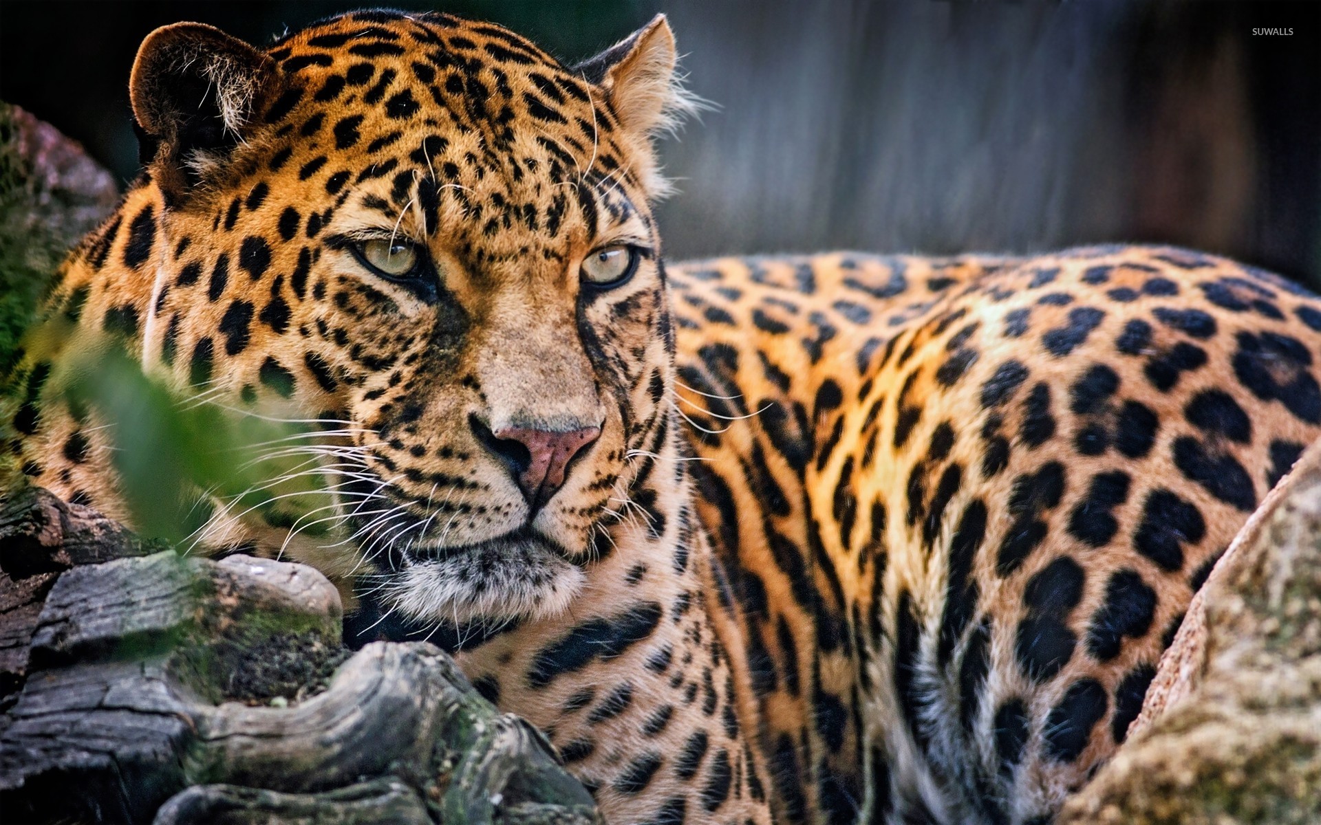 Leopards Wallpapers