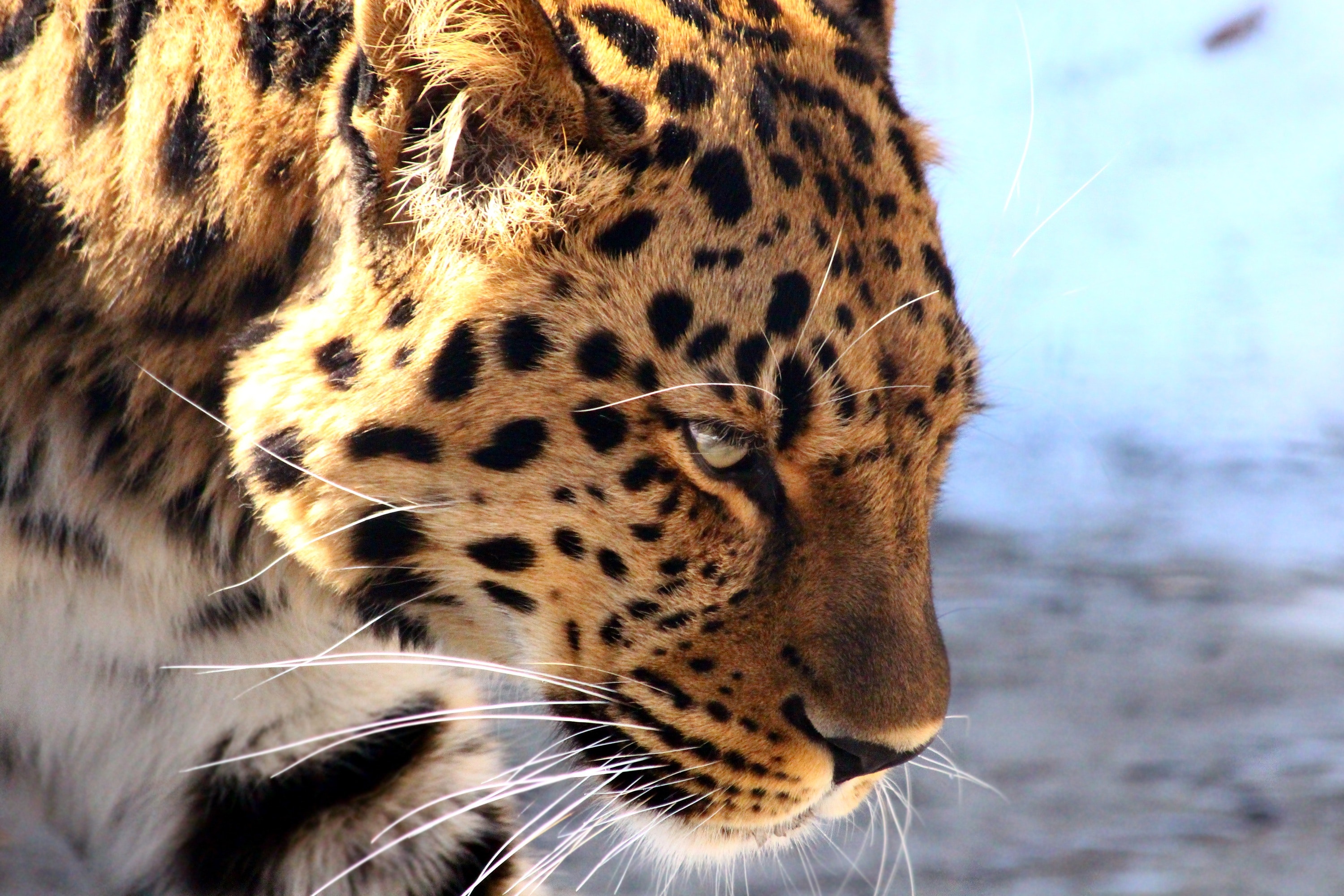 Leopards Wallpapers