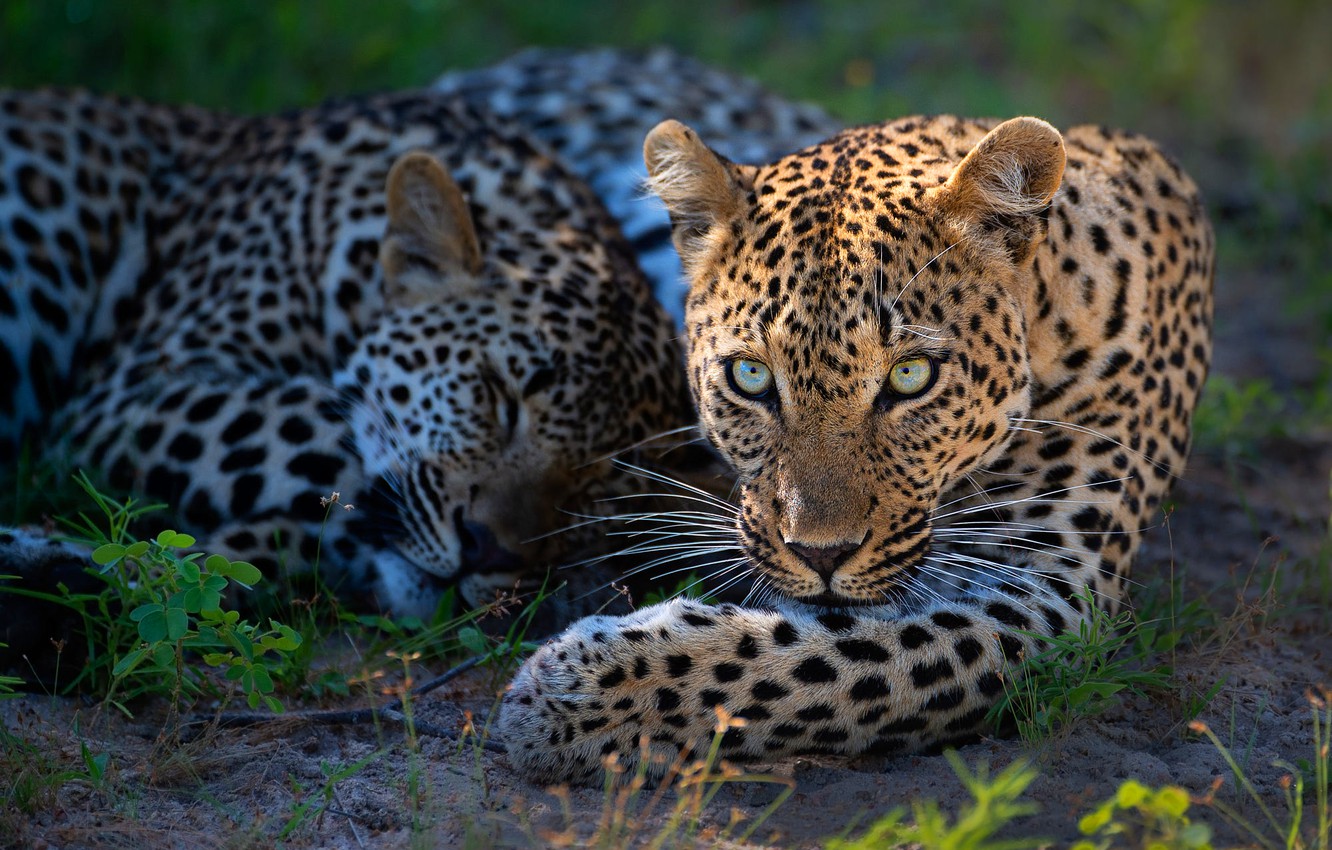 Leopards Wallpapers