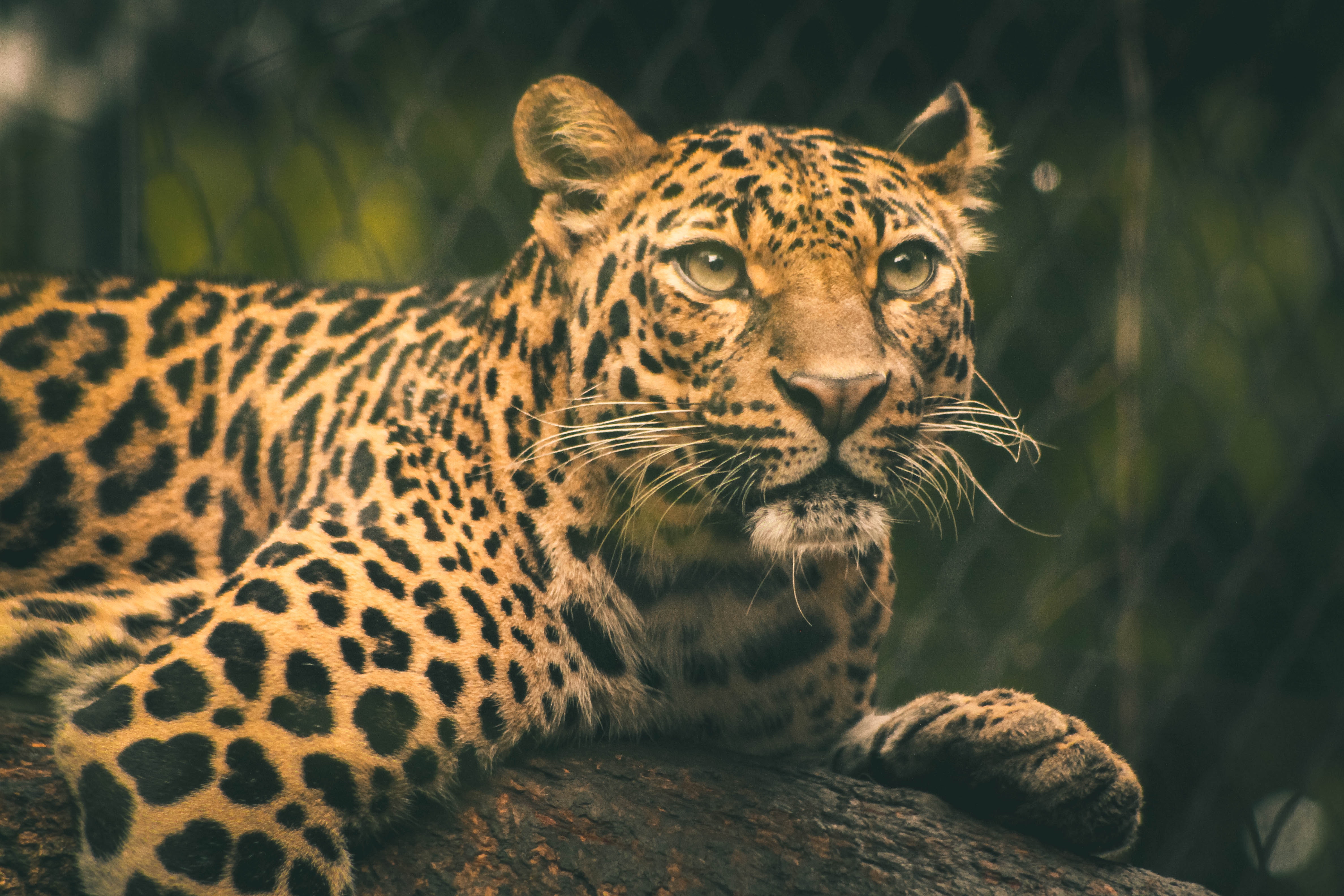 Leopards Wallpapers