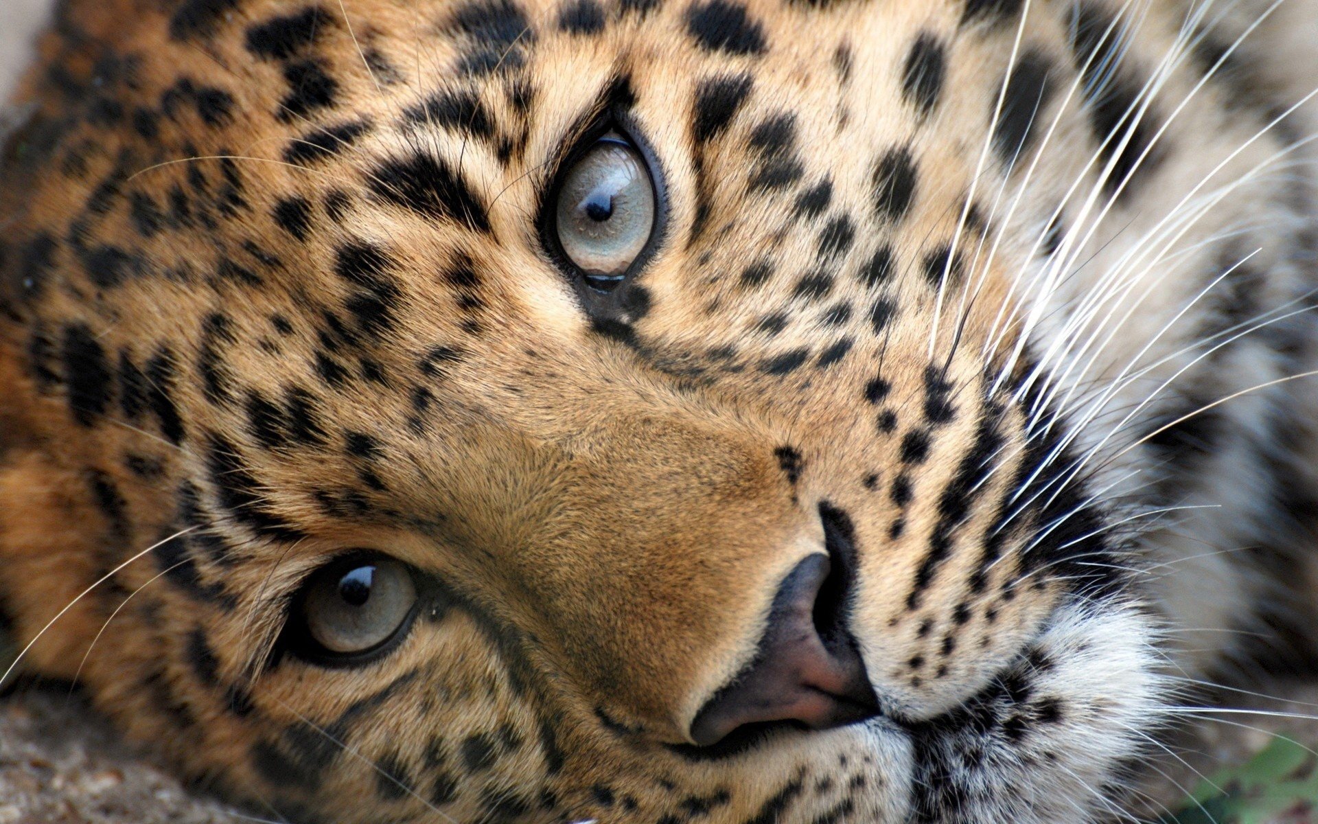 Leopards Wallpapers