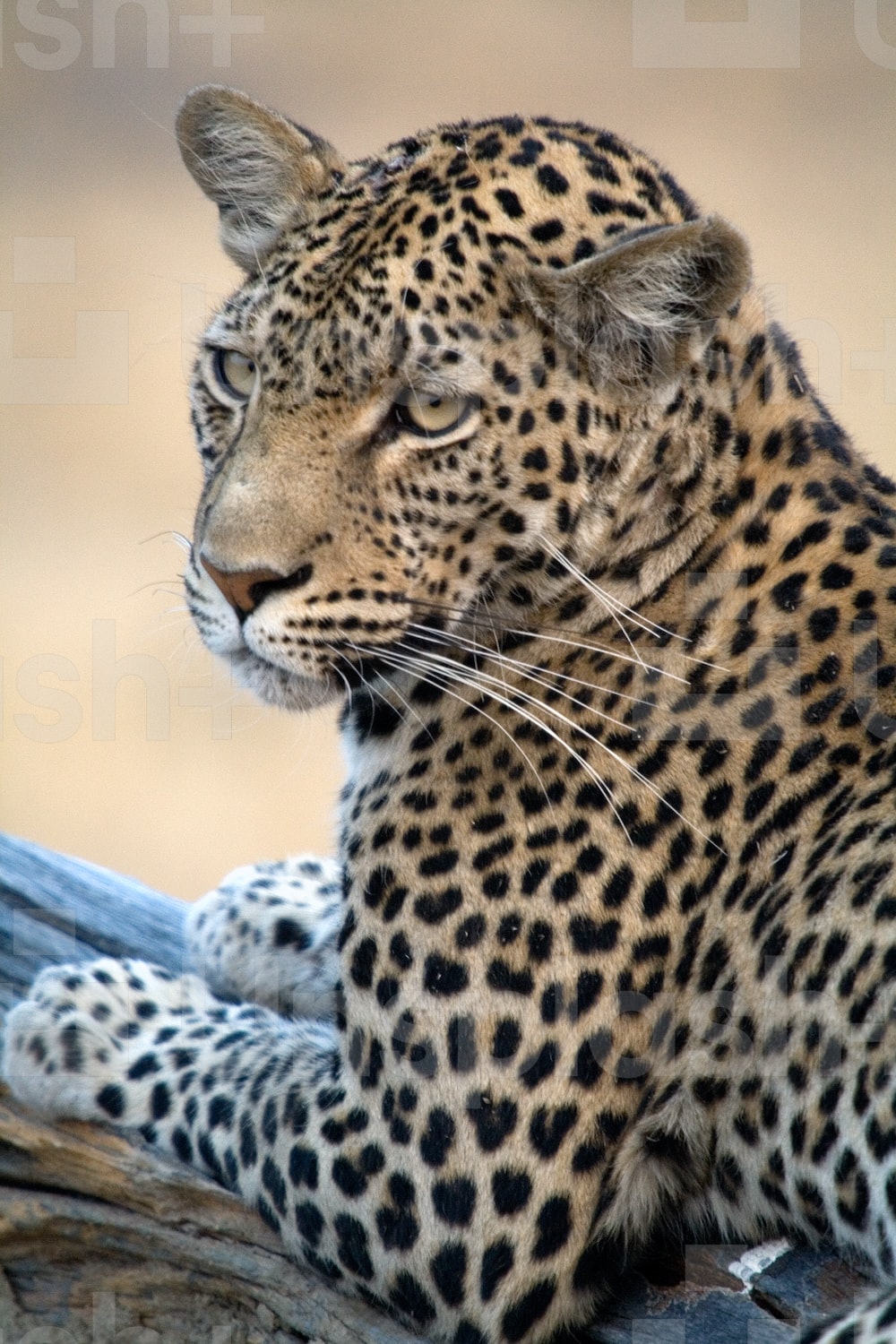 Leopards Wallpapers