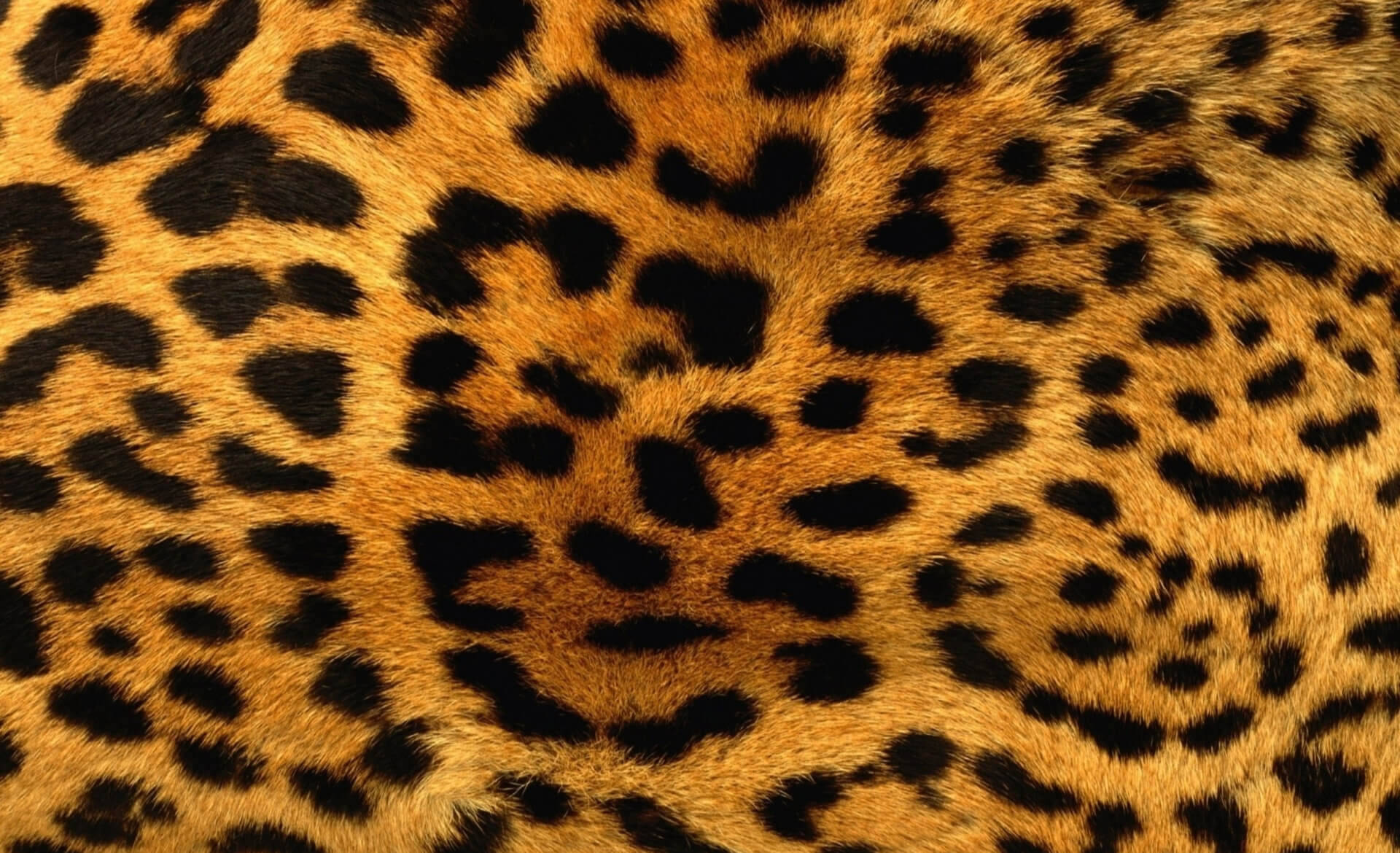 Leopards Wallpapers