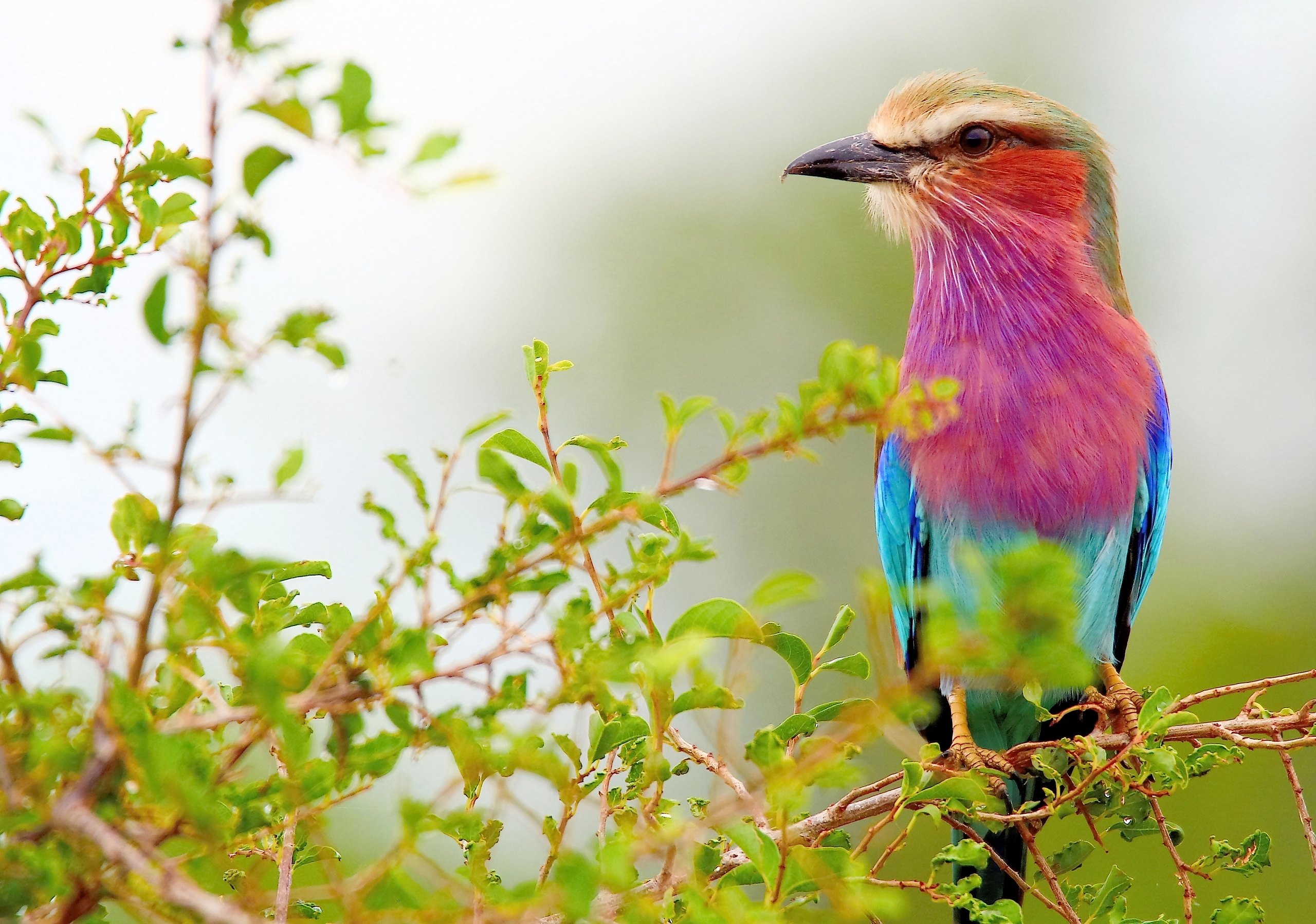 Lilac-Breasted Roller Wallpapers