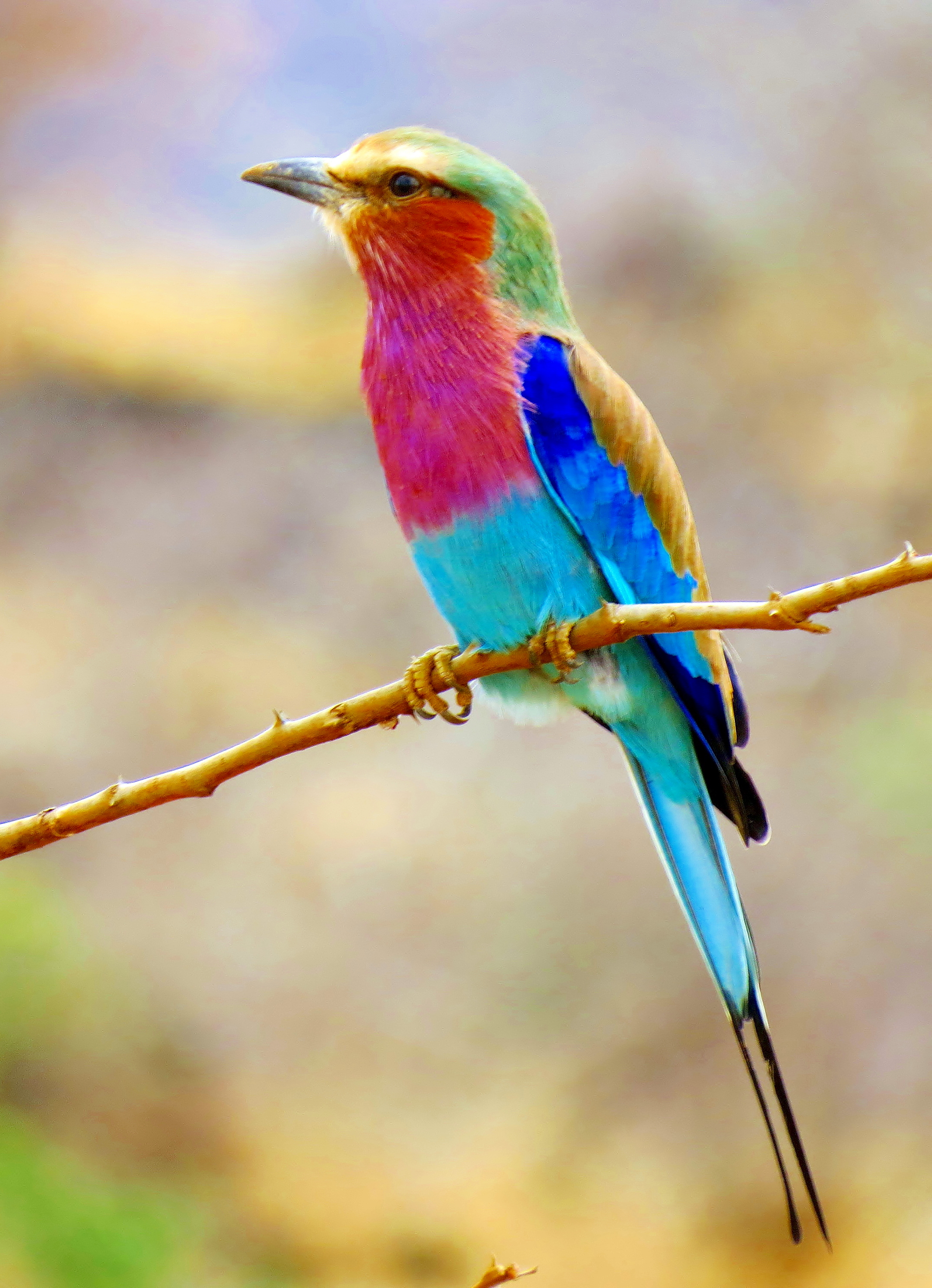 Lilac-Breasted Roller Wallpapers