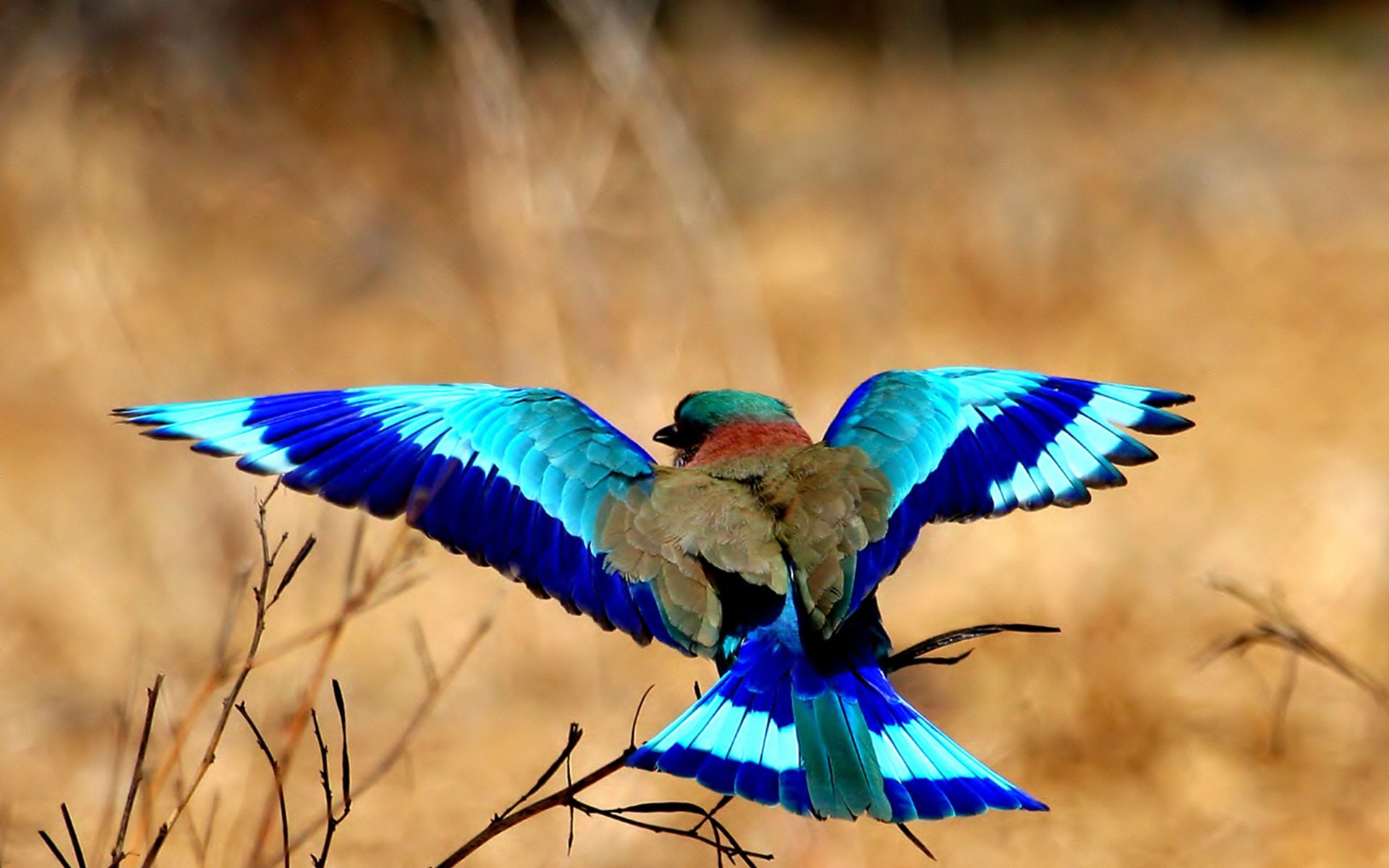 Lilac-Breasted Roller Wallpapers