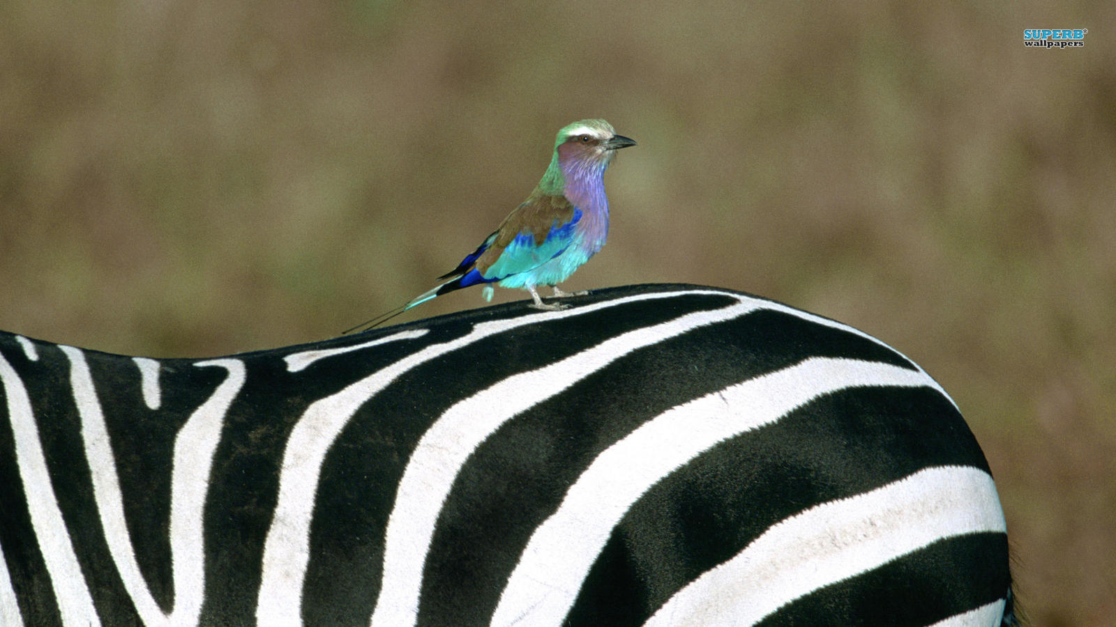 Lilac-Breasted Roller Wallpapers