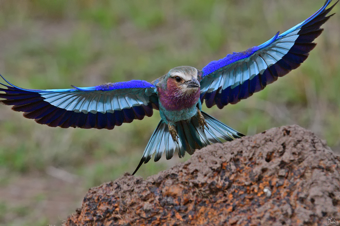 Lilac-Breasted Roller Wallpapers