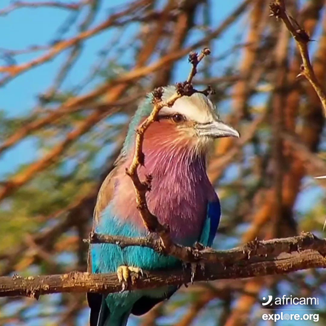 Lilac-Breasted Roller Wallpapers