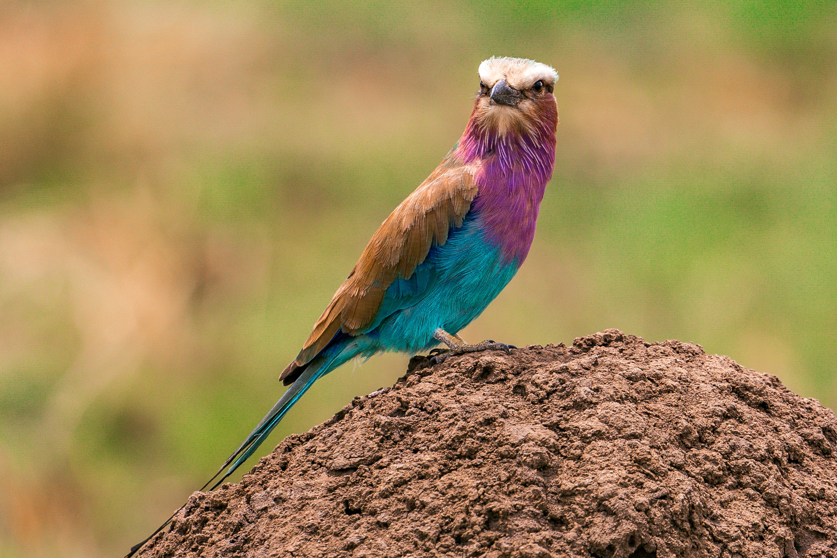 Lilac-Breasted Roller Wallpapers