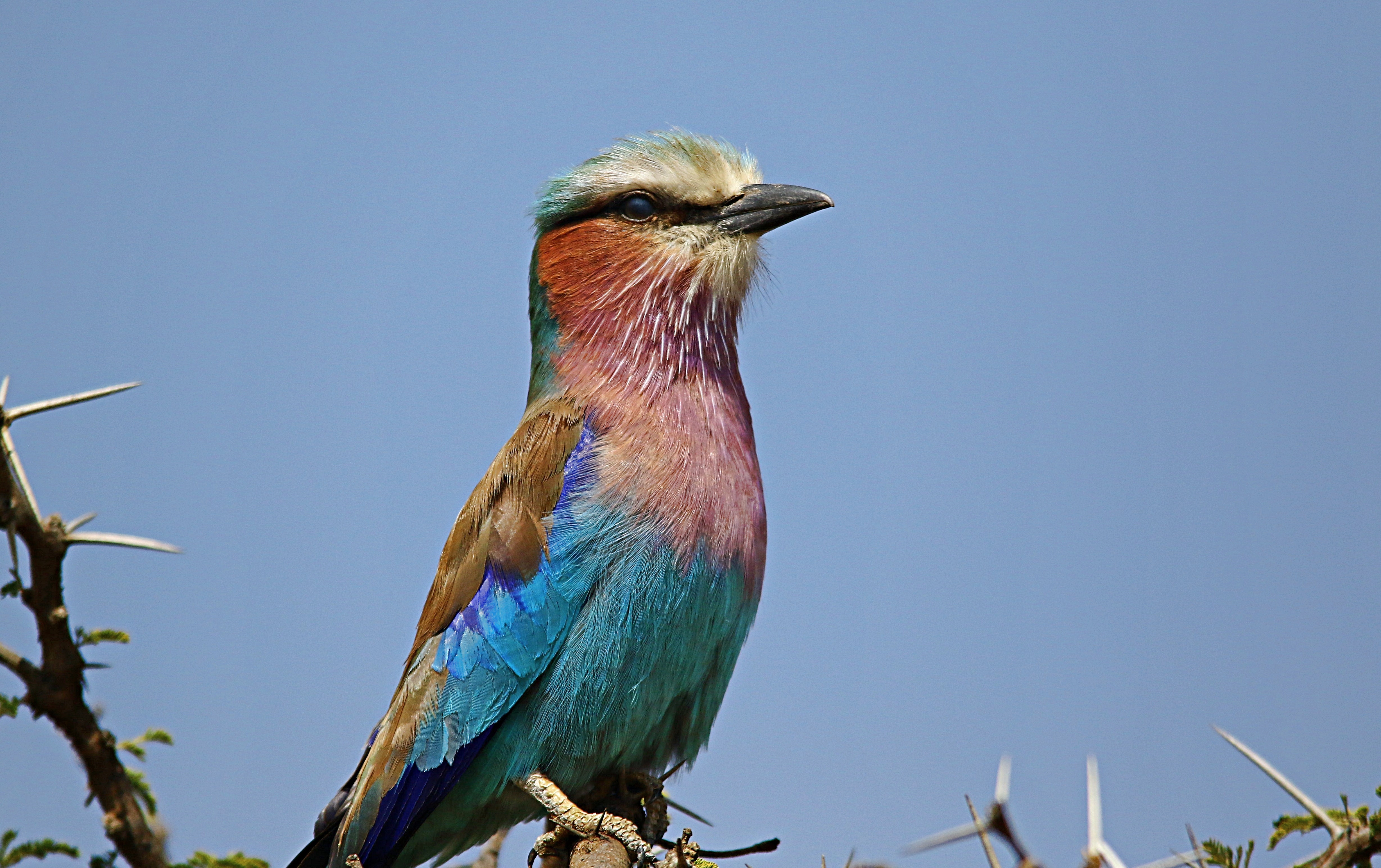 Lilac-Breasted Roller Wallpapers