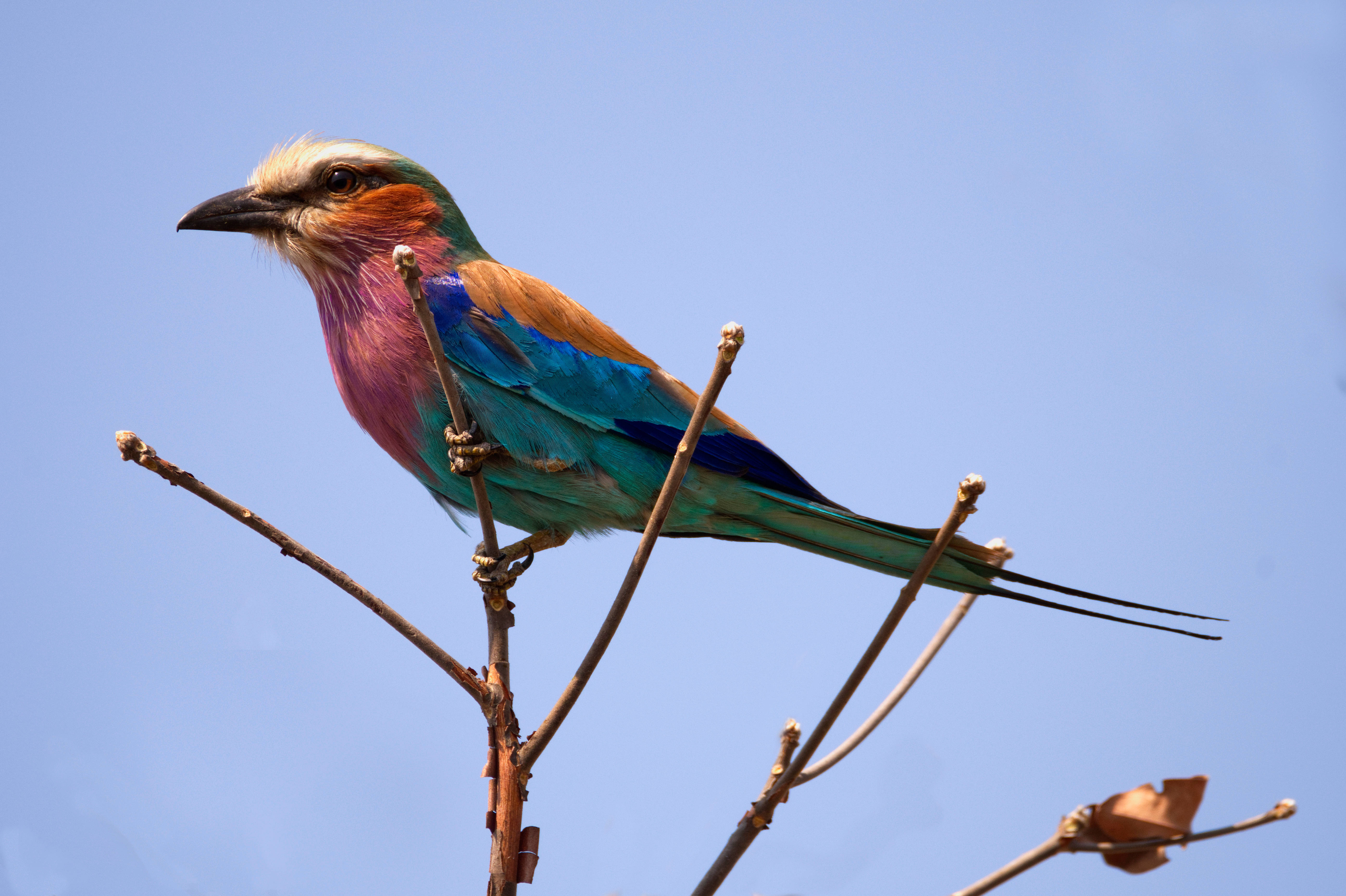 Lilac-Breasted Roller Wallpapers