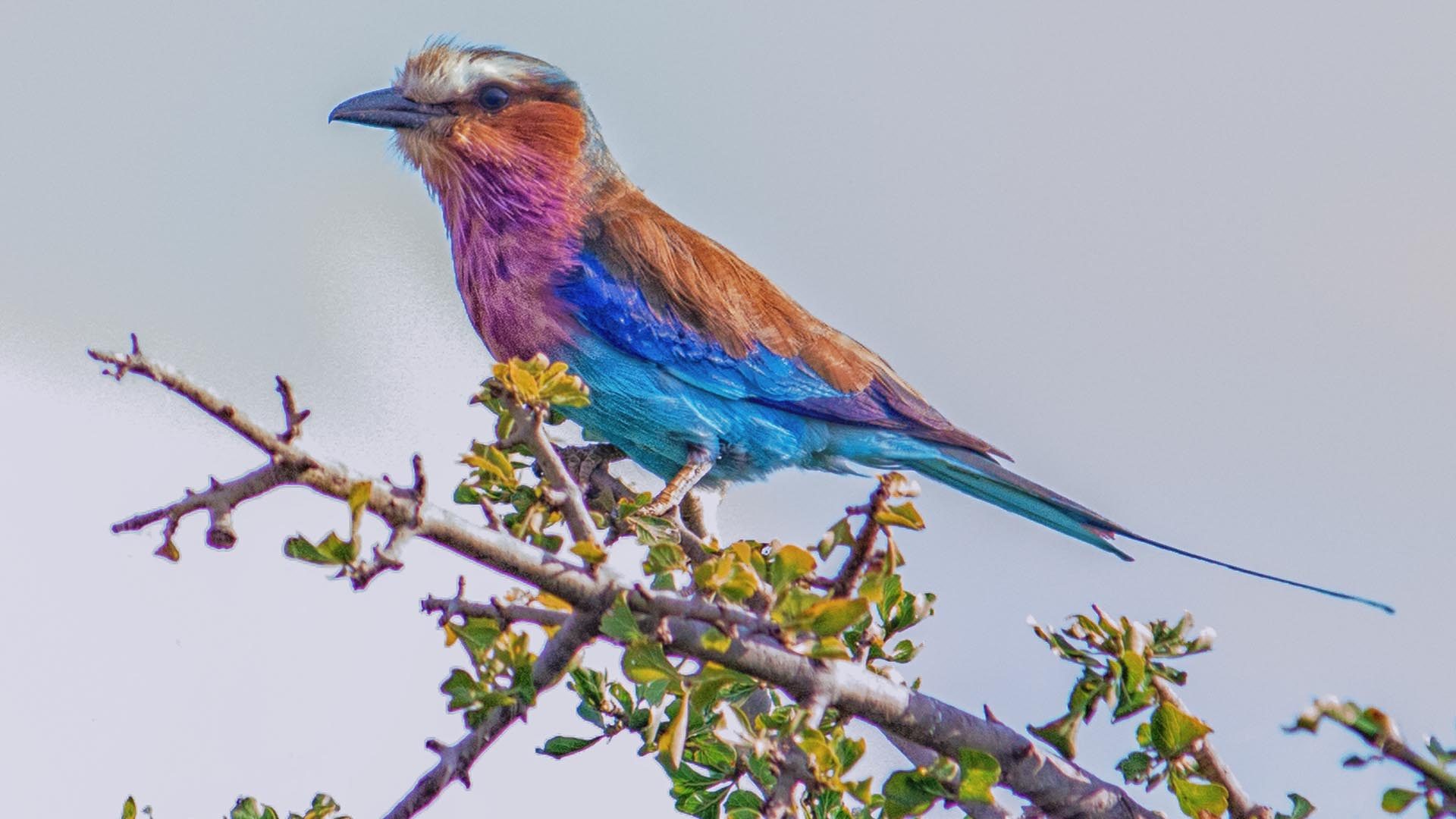 Lilac-Breasted Roller Wallpapers