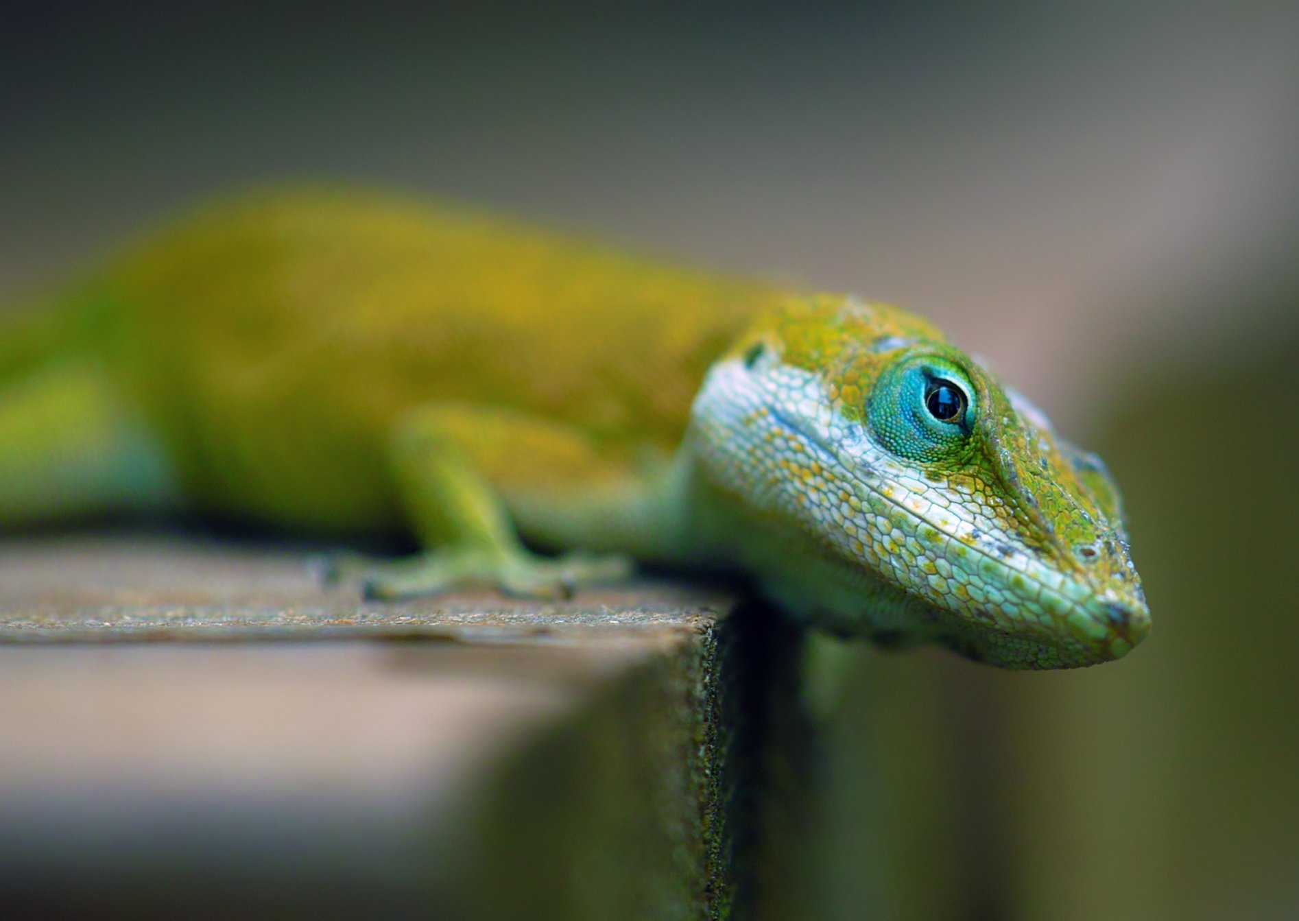 Lizard Wallpapers