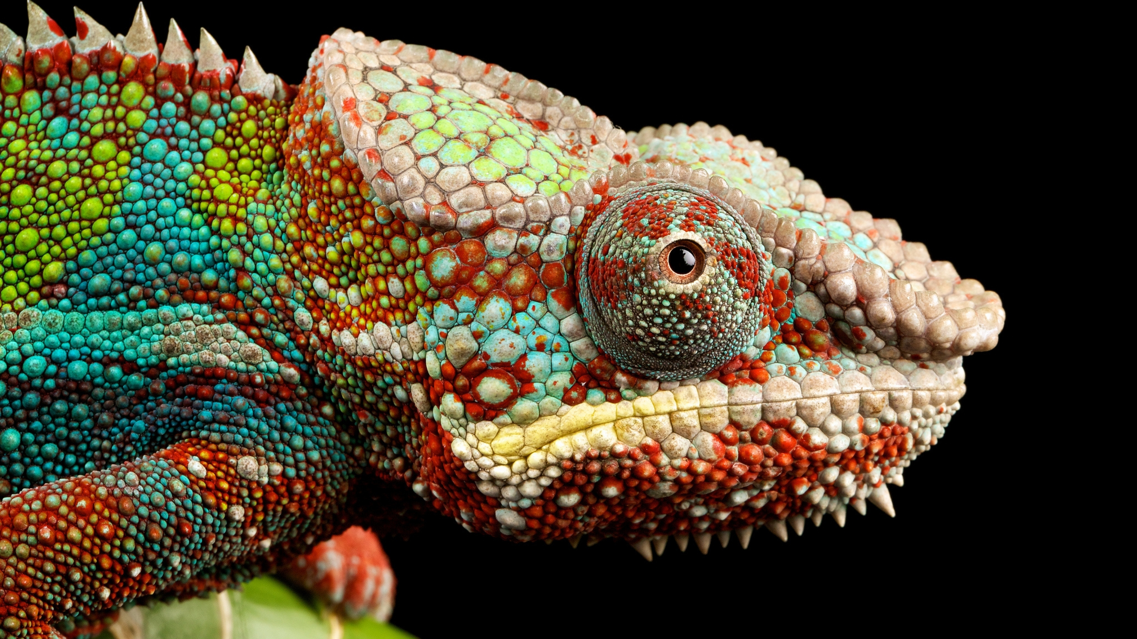 Lizard Wallpapers