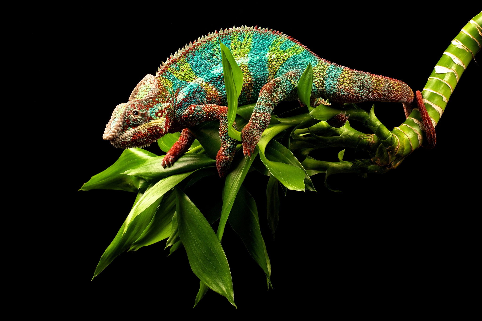 Lizard Wallpapers