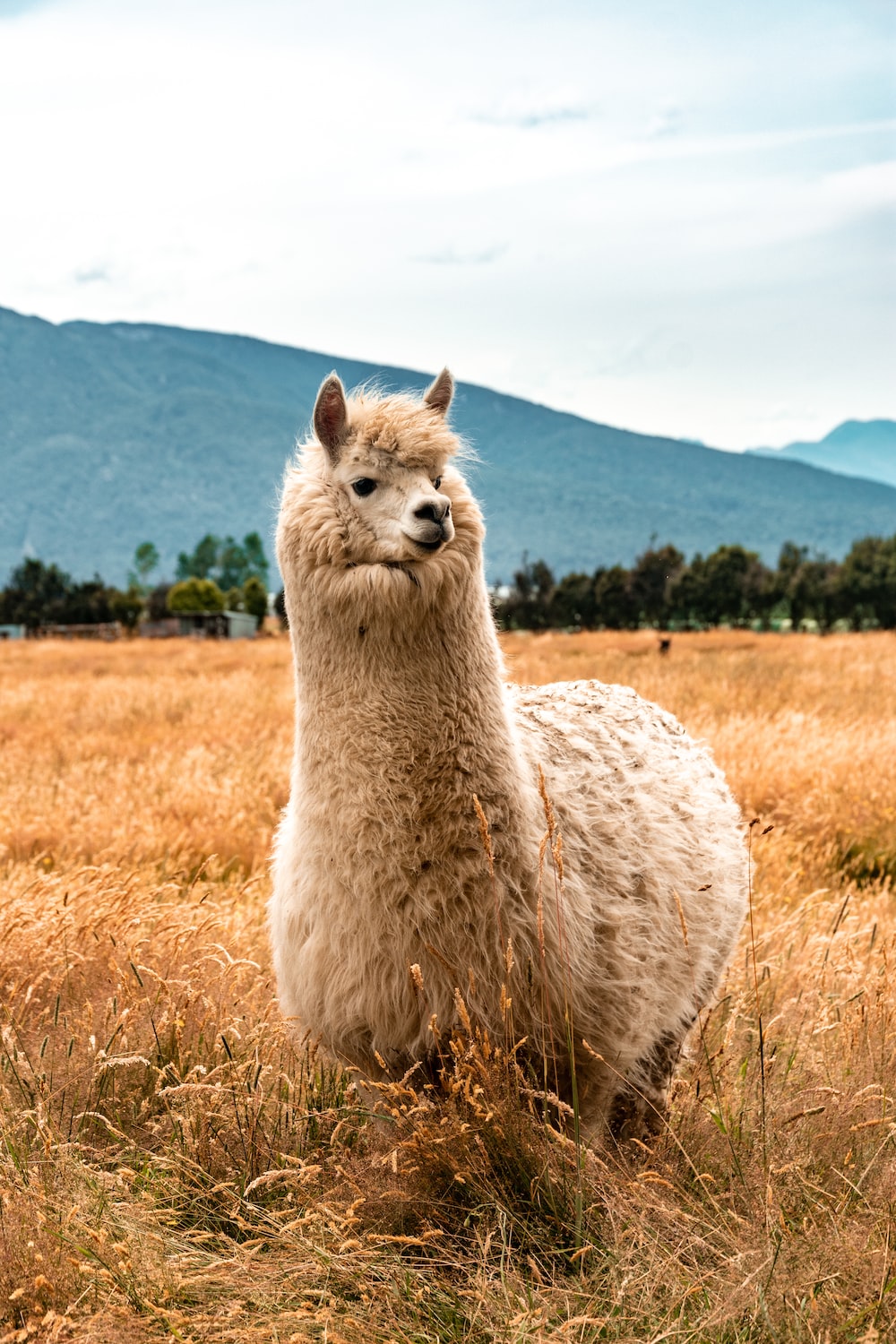 Llama Wallpapers