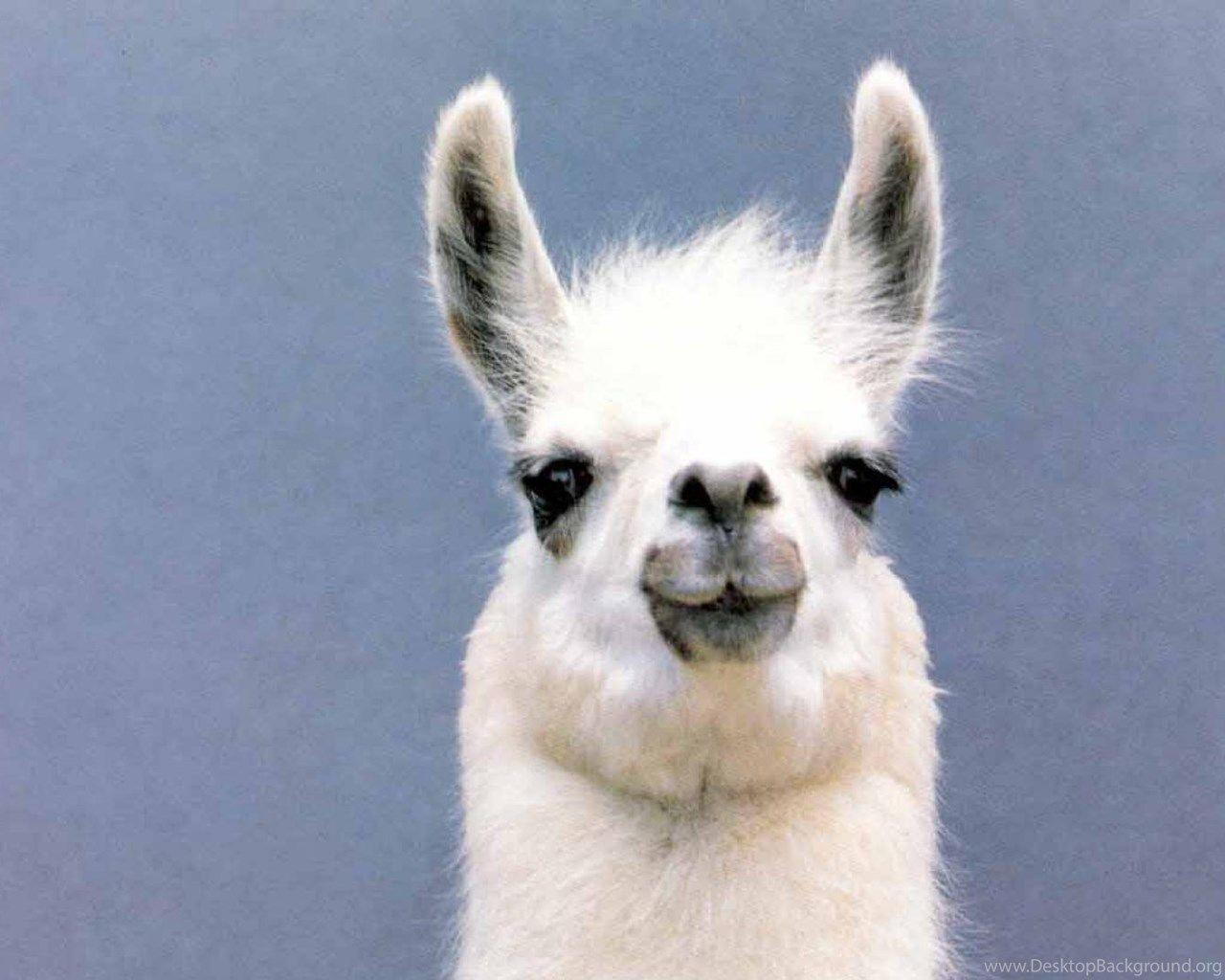 Llama Wallpapers