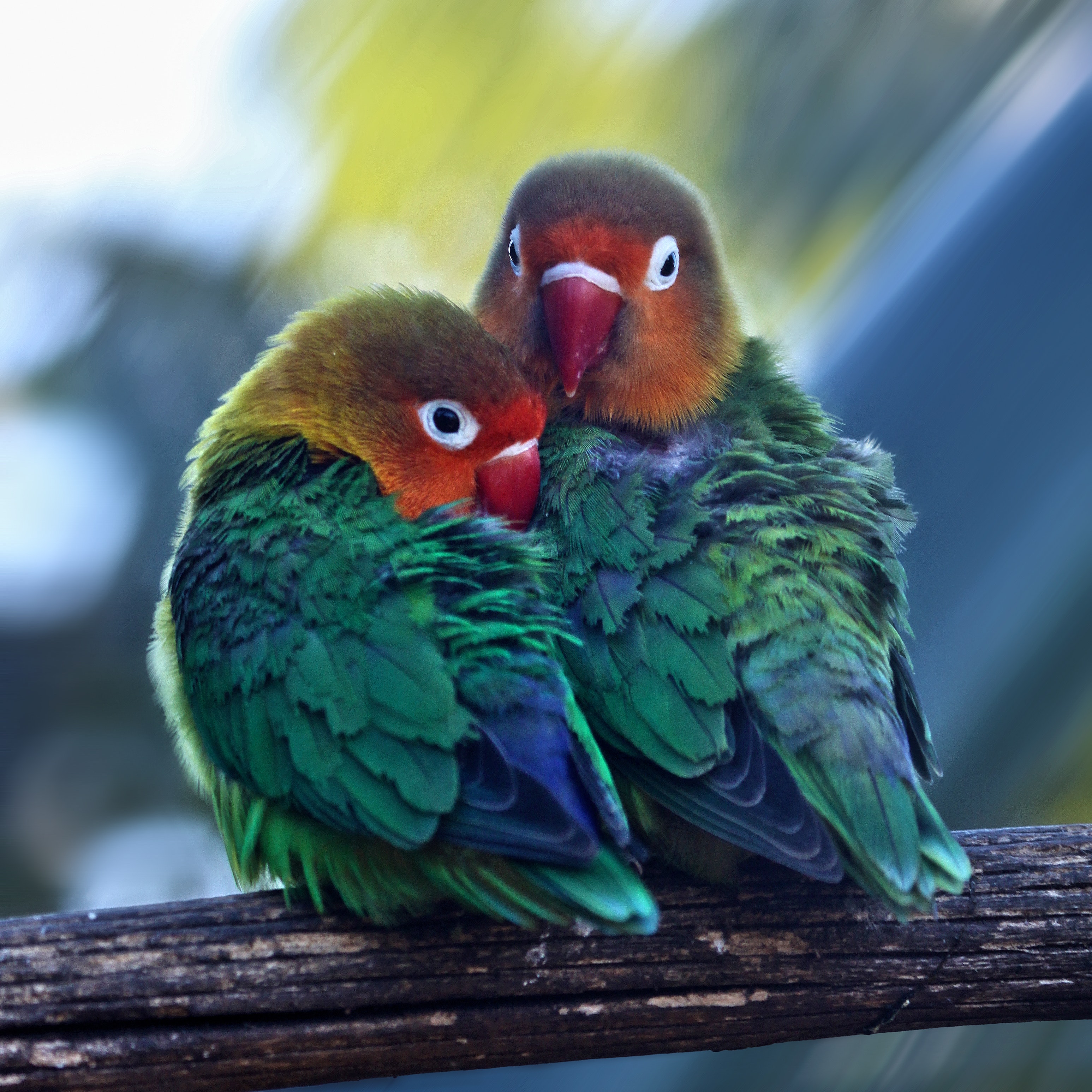 Lovebird Wallpapers