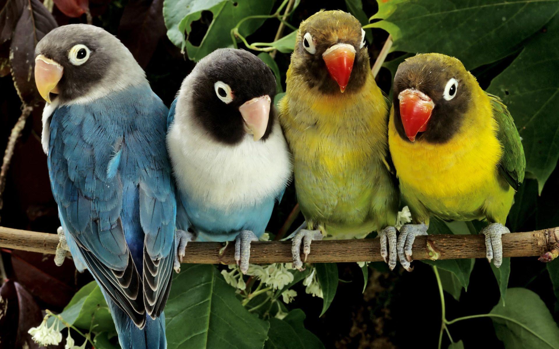 Lovebird Wallpapers