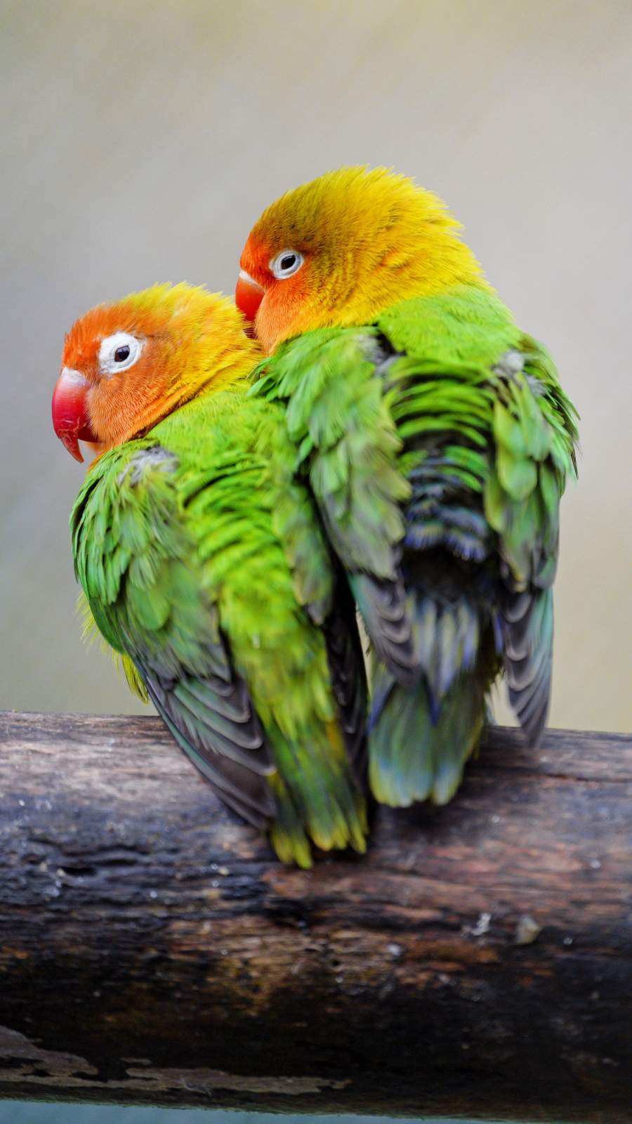 Lovebird Wallpapers