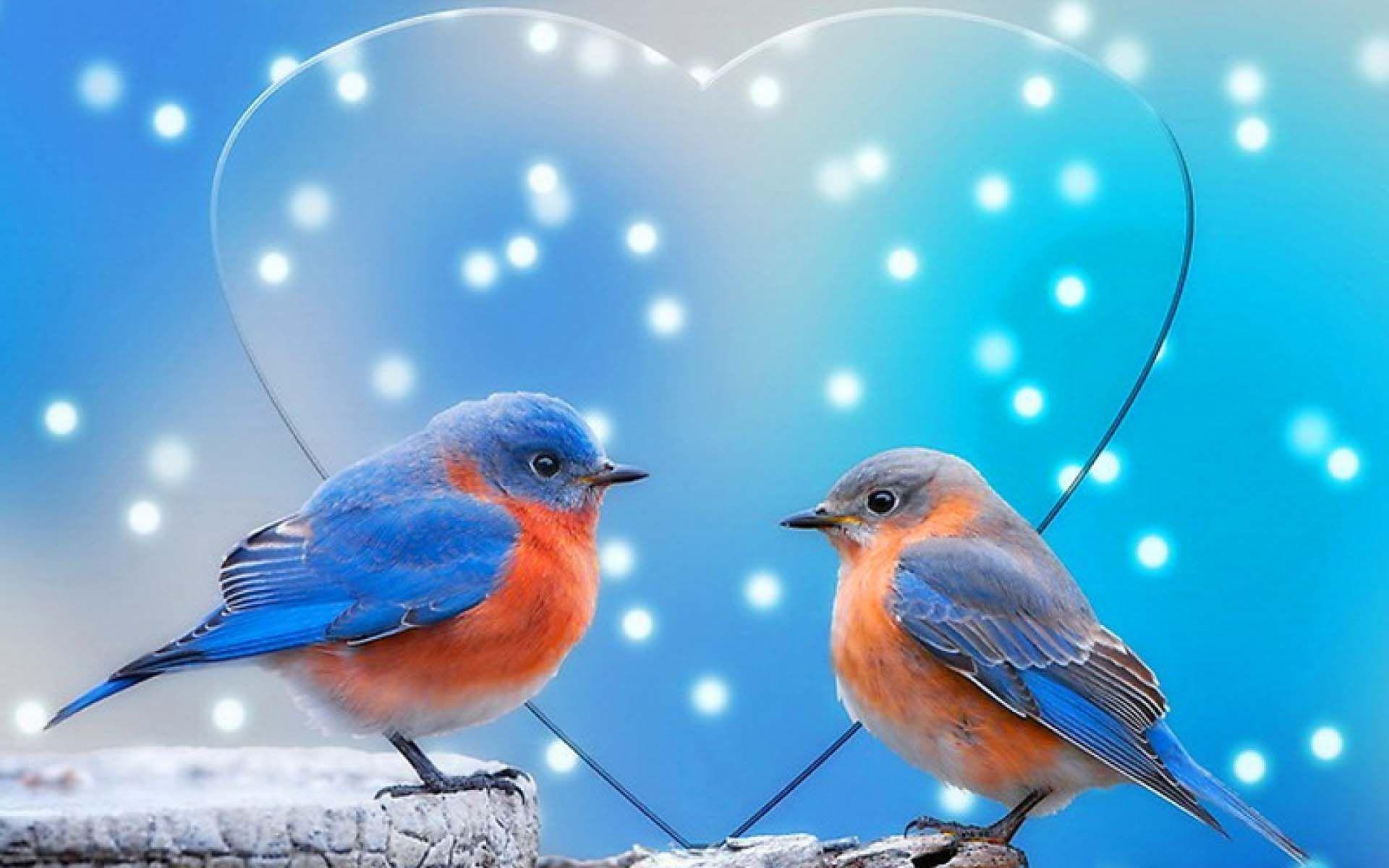 Lovebirds Wallpapers